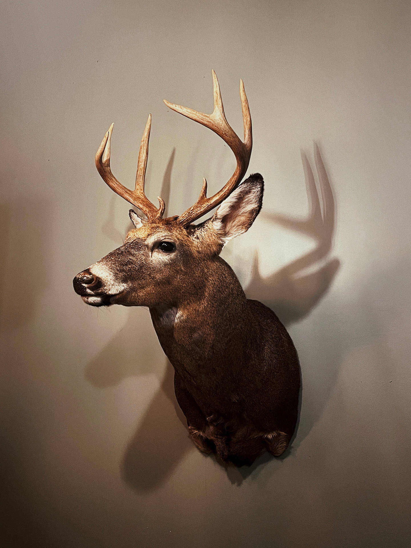Deer Hunting Head Mount Bust Background