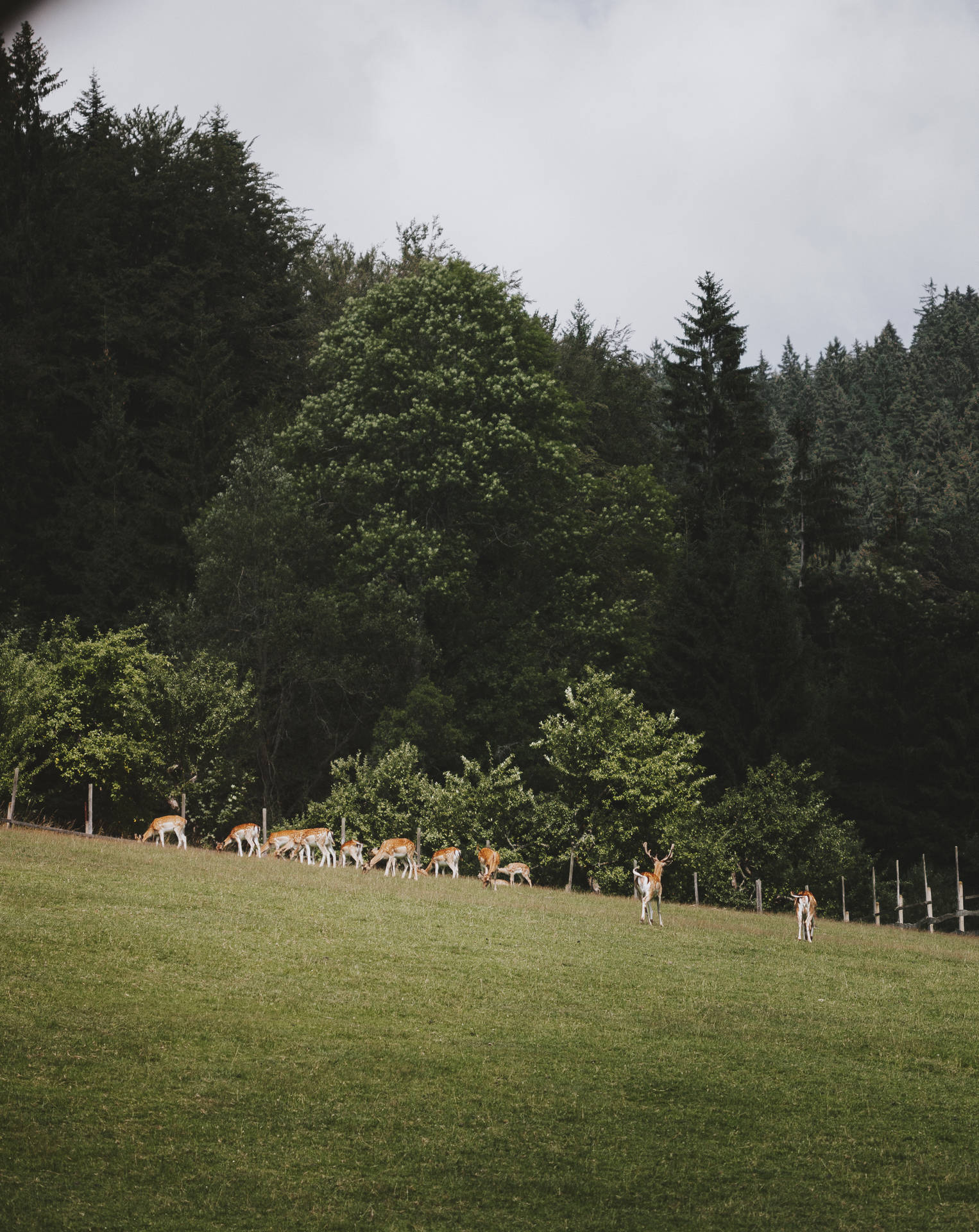 Deer Hunting Herd In Pasture