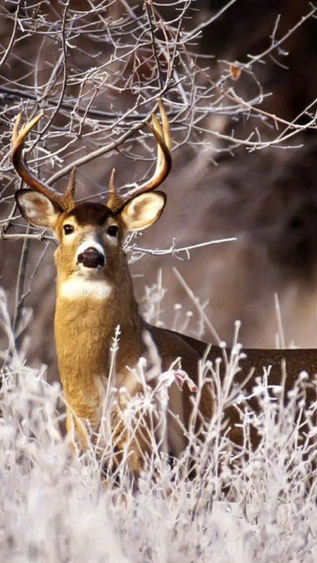 Deer Hunting Phone Lock Screen Theme Background