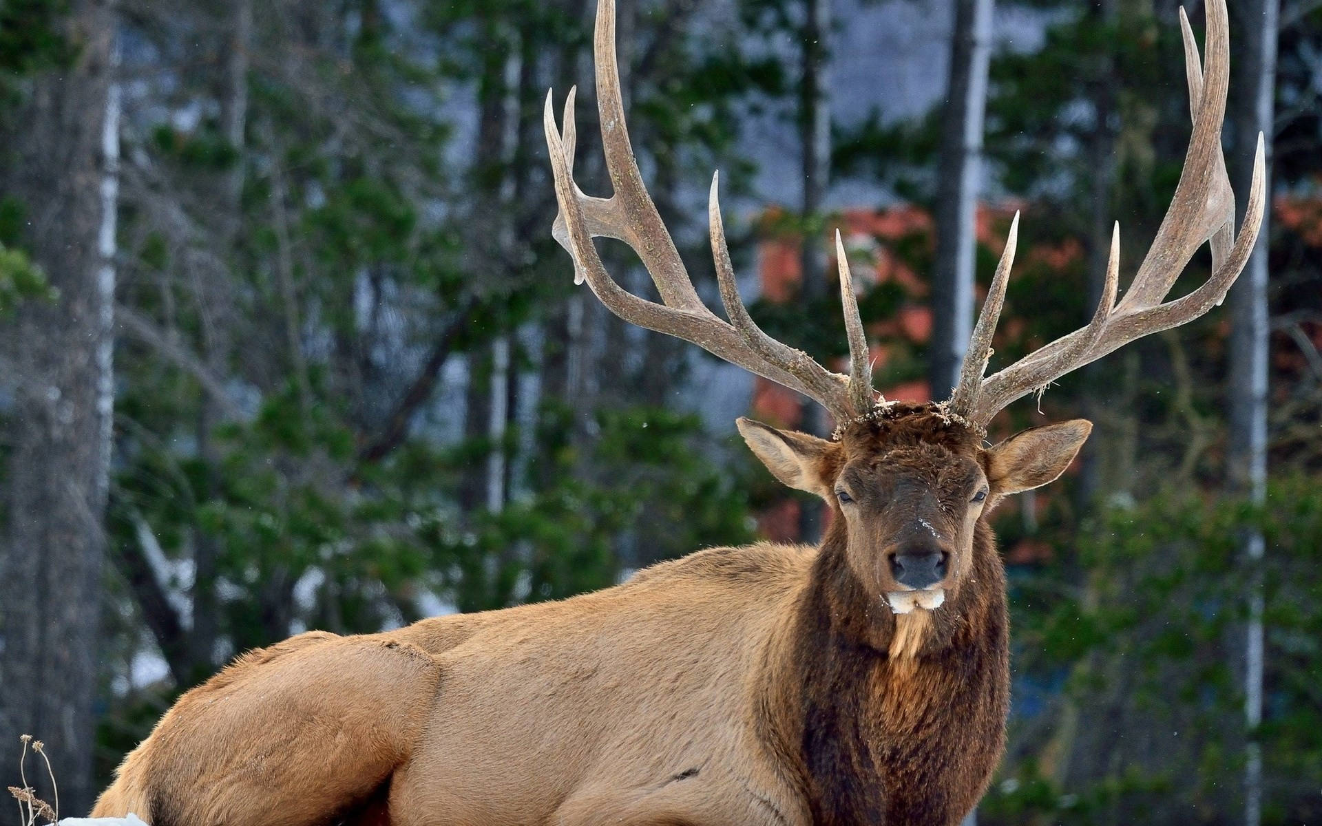 Deer Hunting Rocky Mountain Elk Background