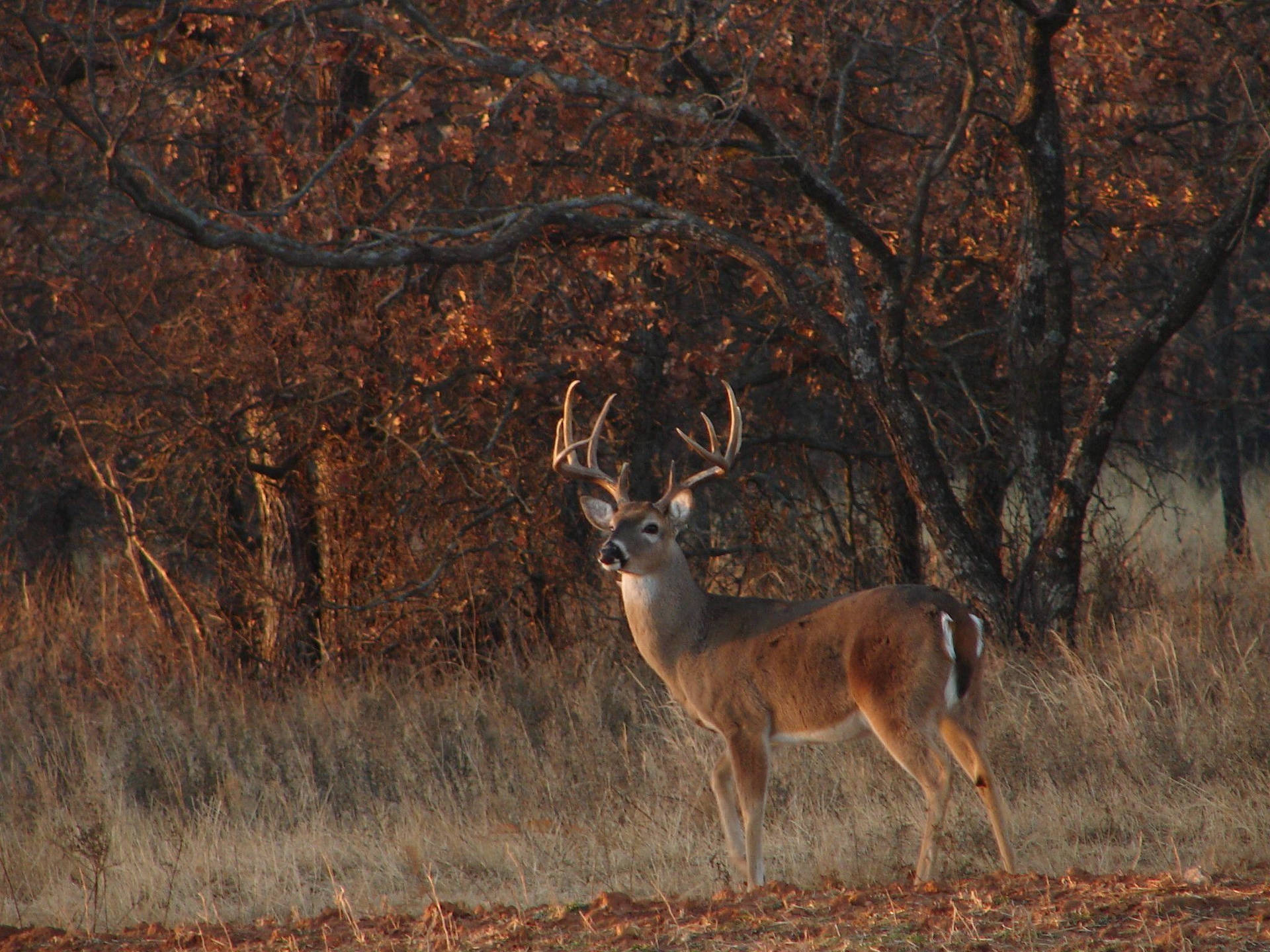 Deer Hunting White Tail Buck Background