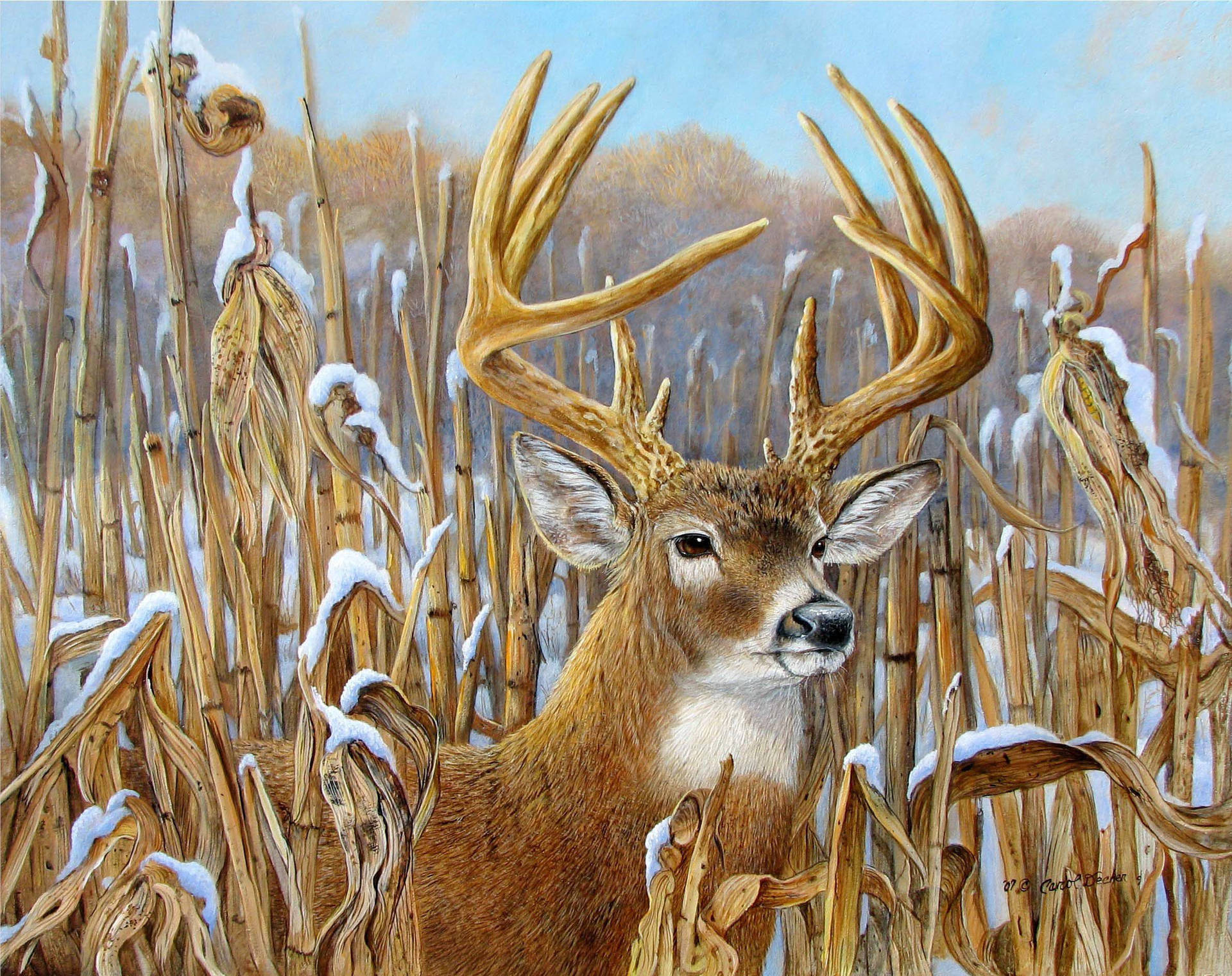 Deer In Corn Field With Snow Background