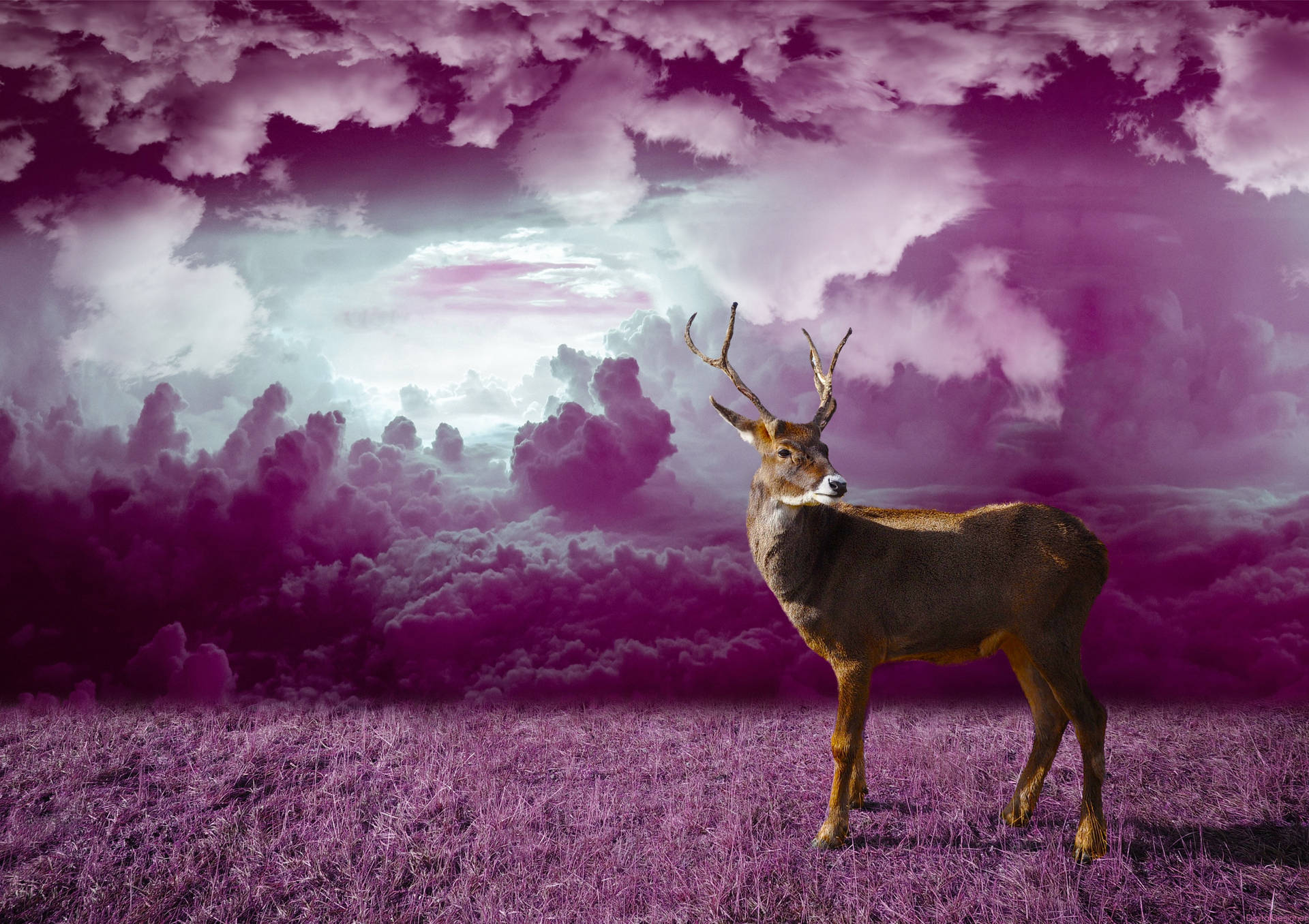 Deer In Purple Monochrome Fantasy Art Background