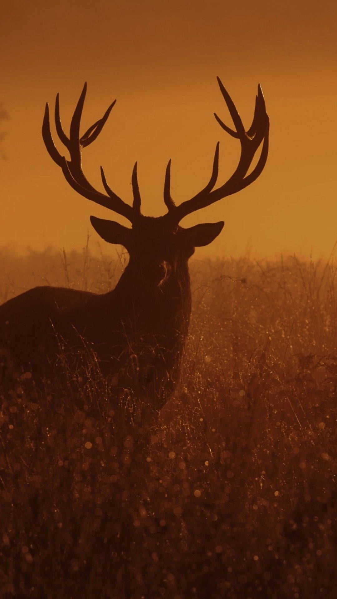 Deer Sunset Dusk Silhouette Background