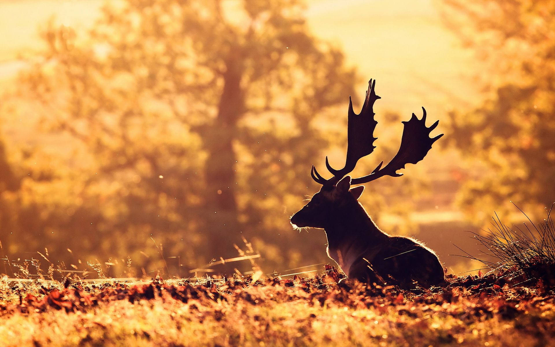 Deer With Antlers Silhouette Background