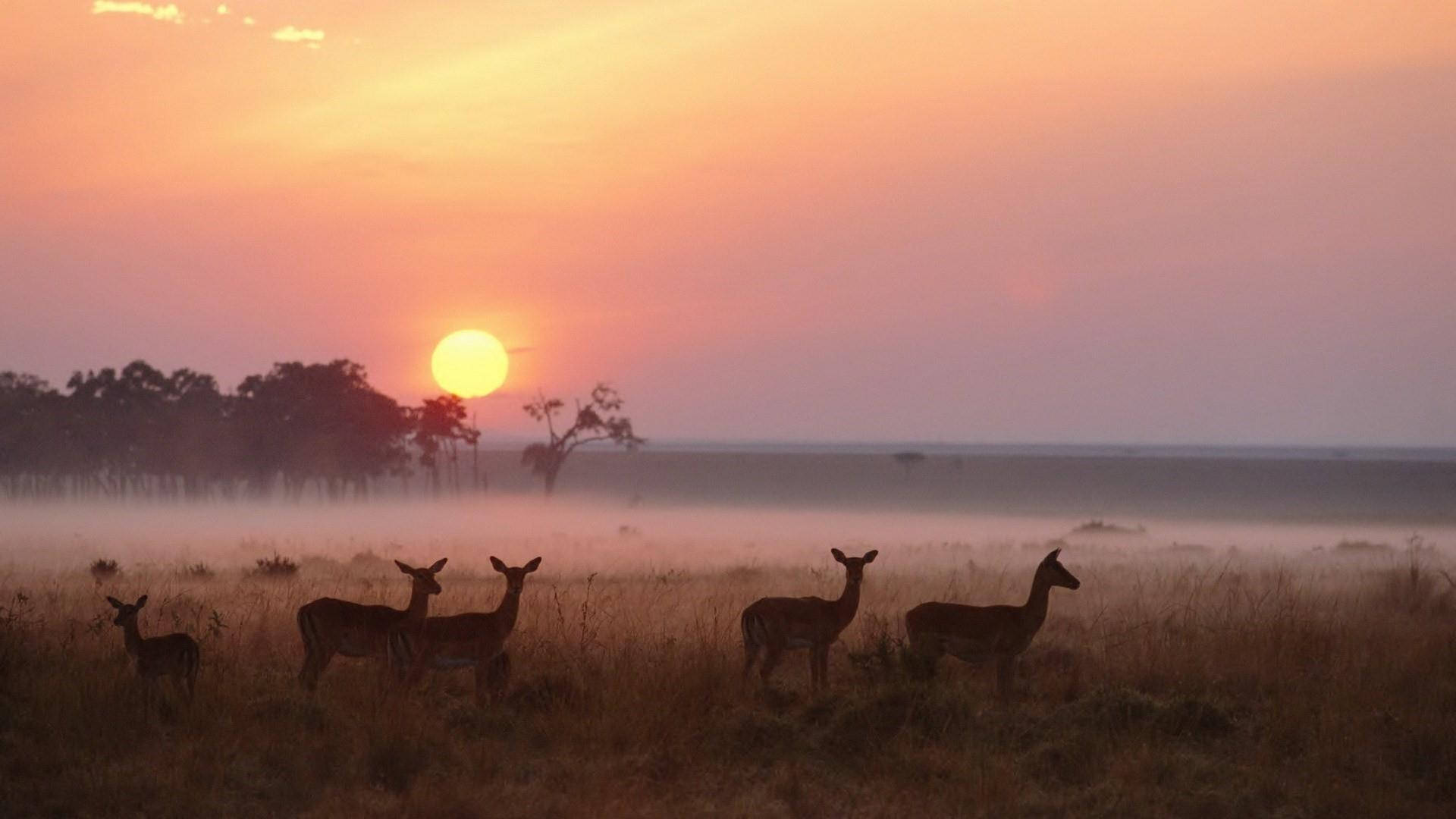 Deers In Kenya Sunset Background