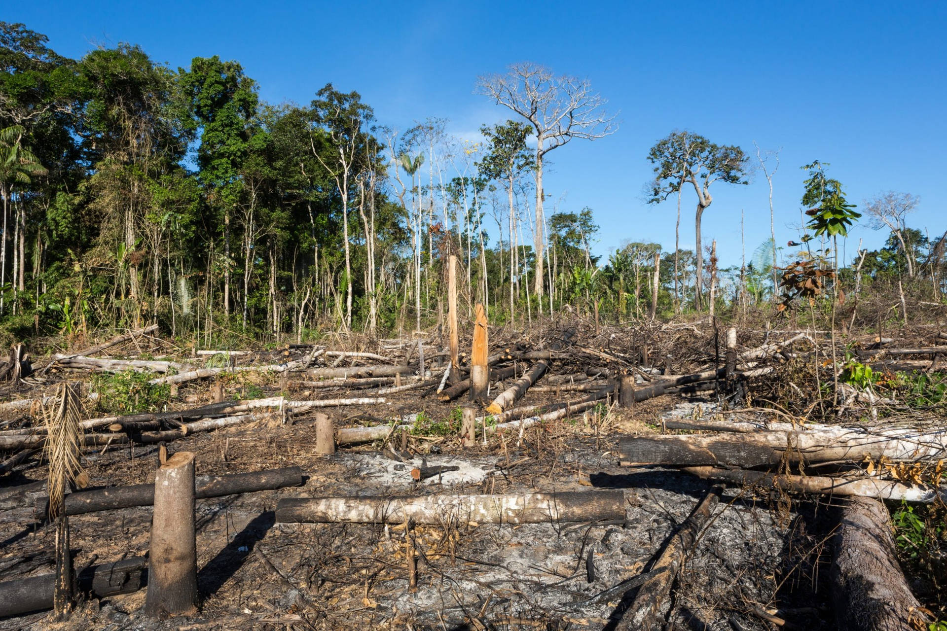 Deforestation In Gabon