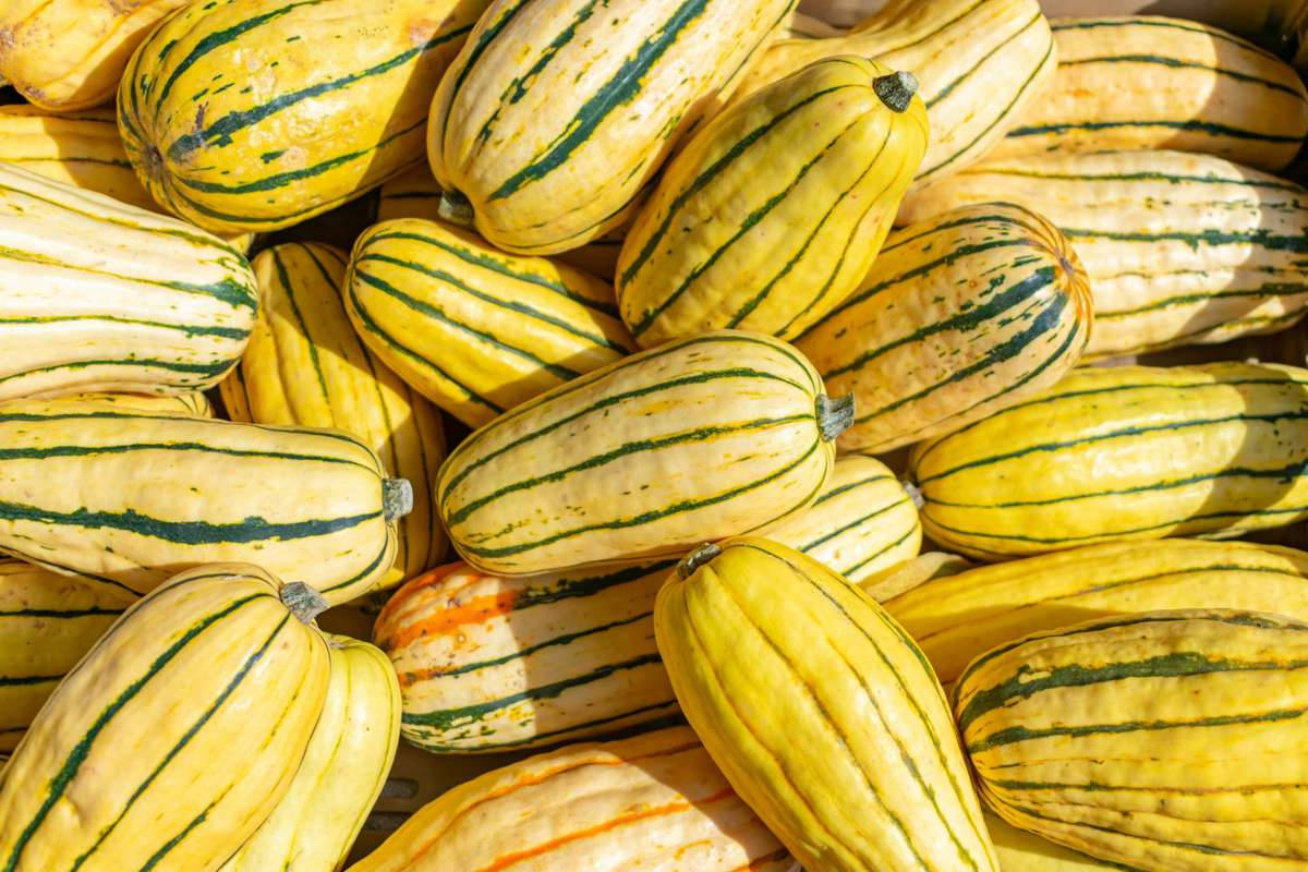 Delicata Yellow Squash Fruits Background