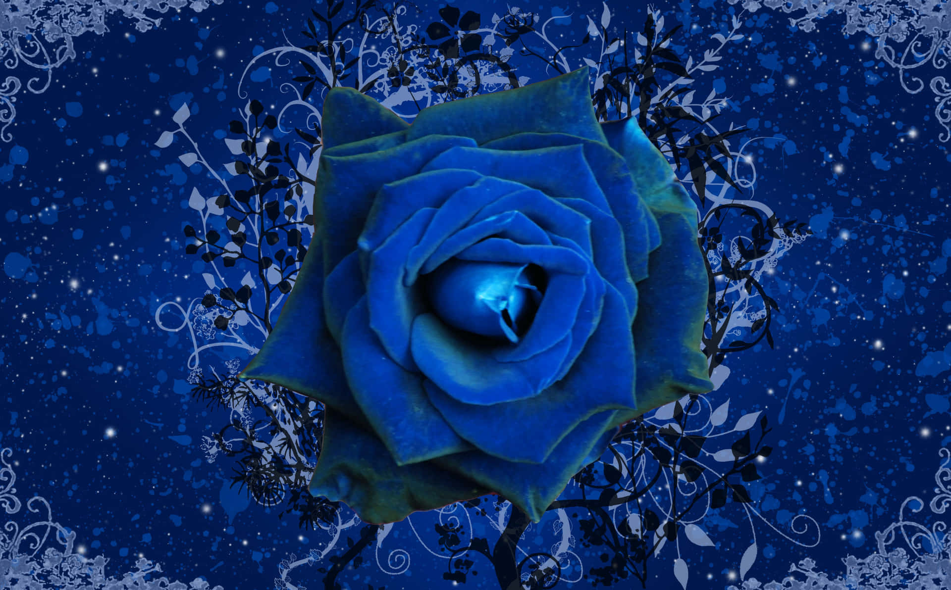 Delicate And Beautiful Blue Rose