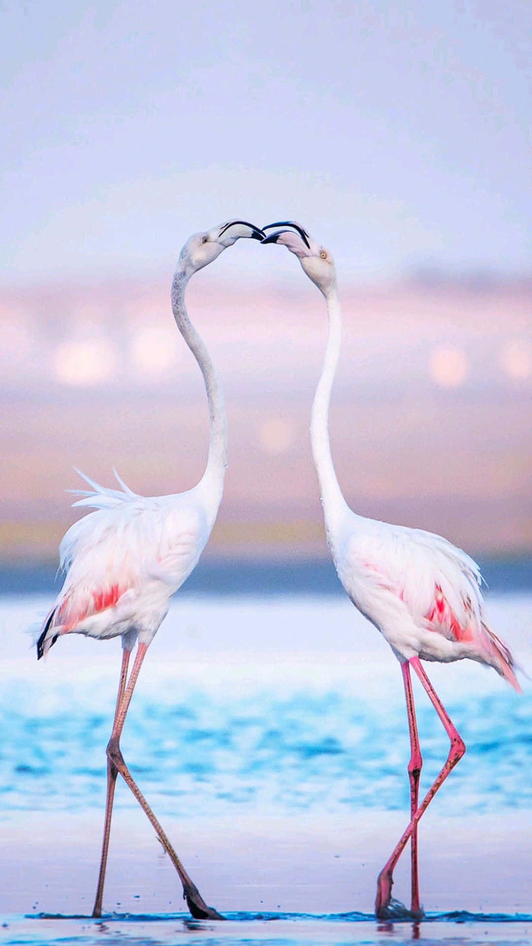 Delicate Beauty Of A Pink Flamingo In Nature. Background