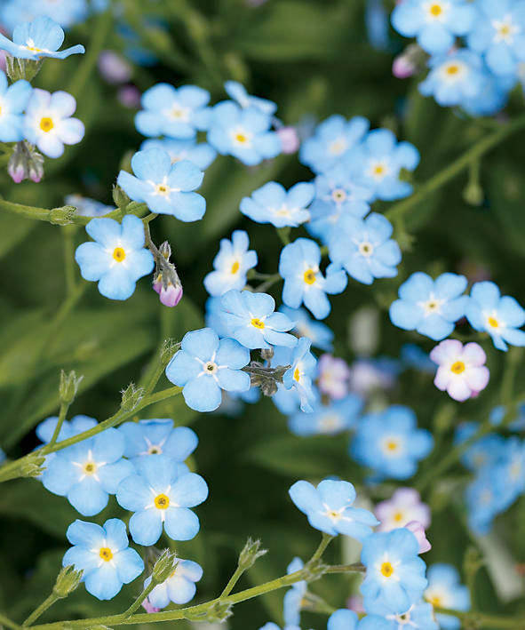 Delicate Beauty Of Forget Me Not Flowers In Bloom Background