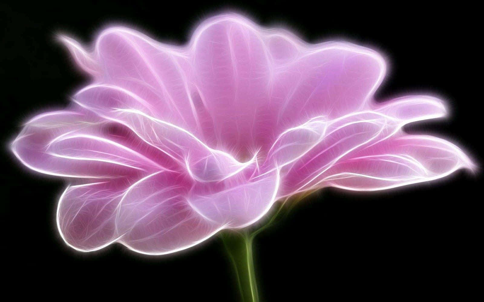 Delicate Black And Pink Floral Arrangement Background