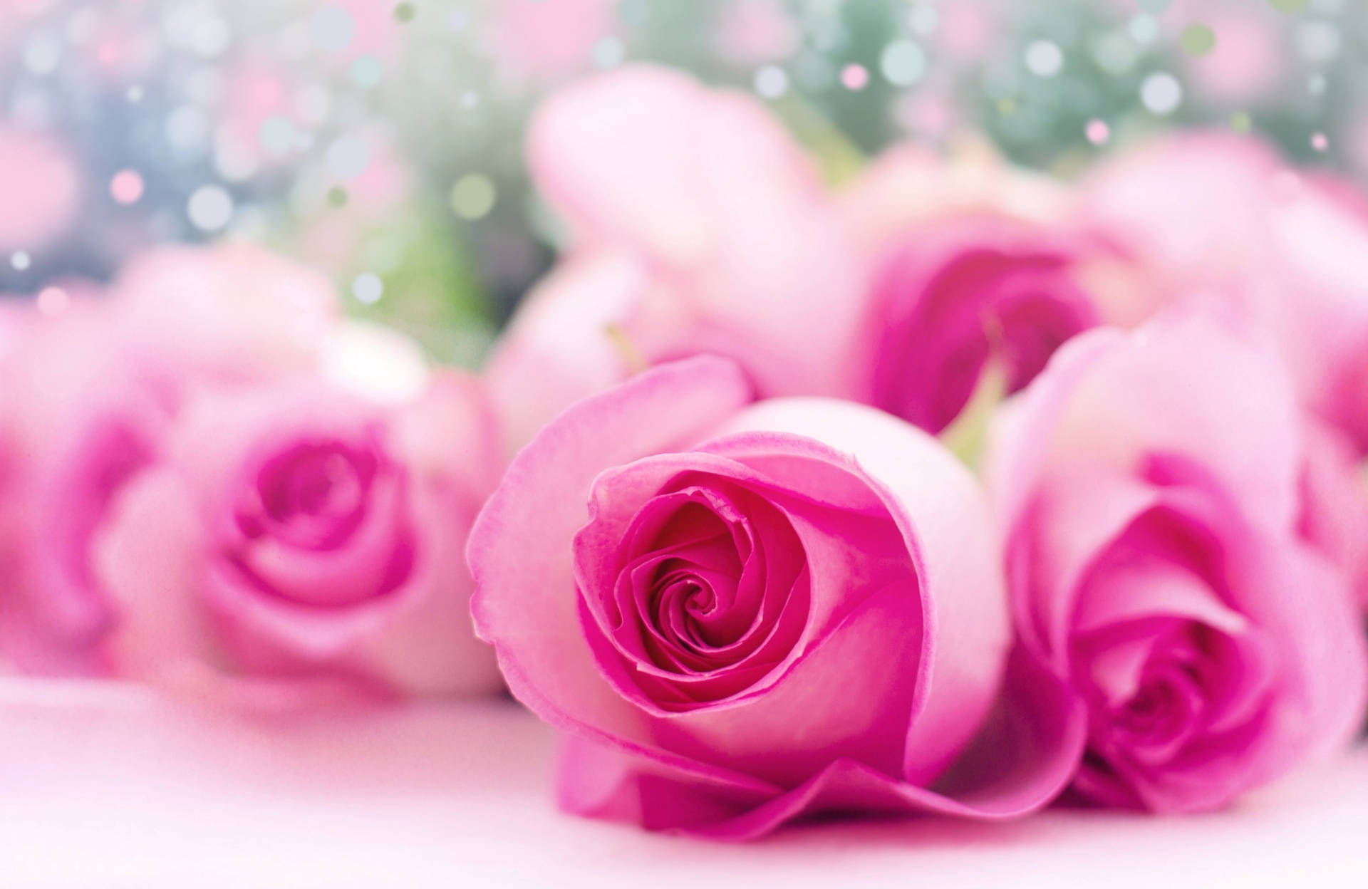 Delicate Bloom - Picture Of Cute Pink Roses Background