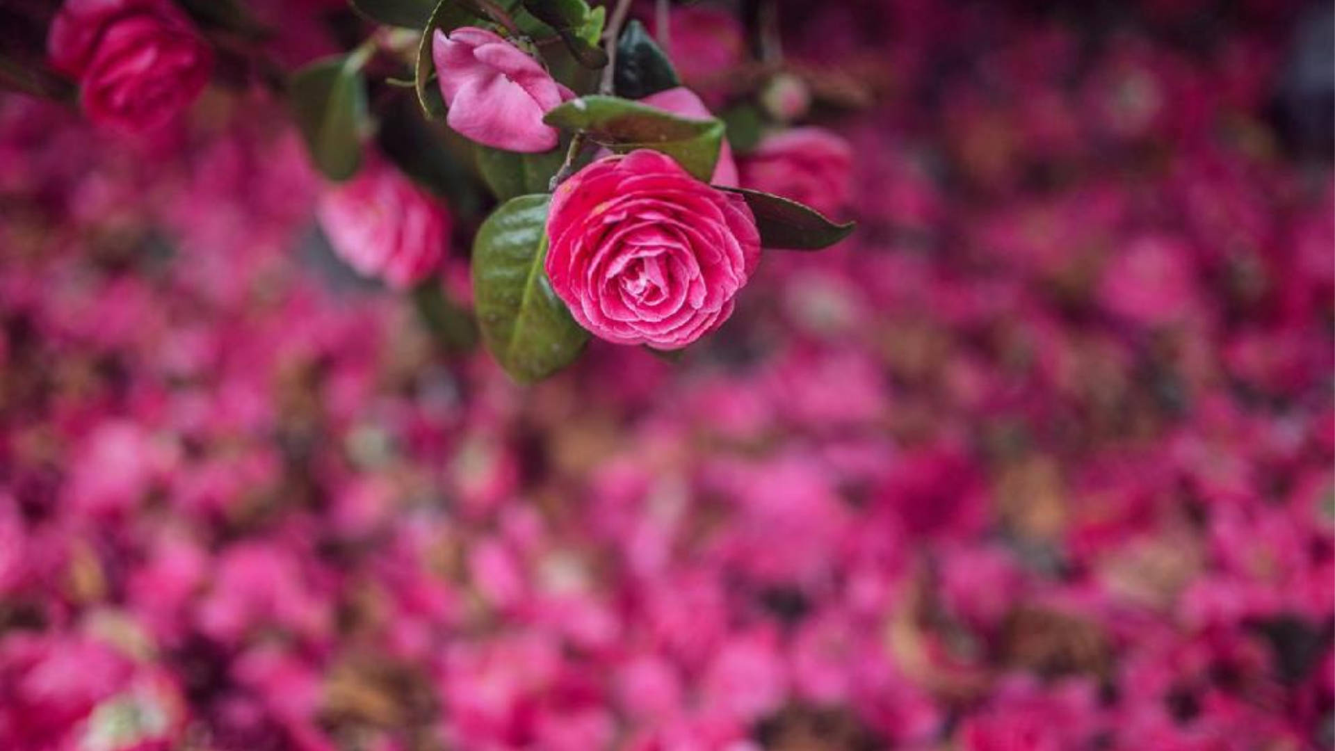 Delicate Blooms Of Camellia Sasanqua Background