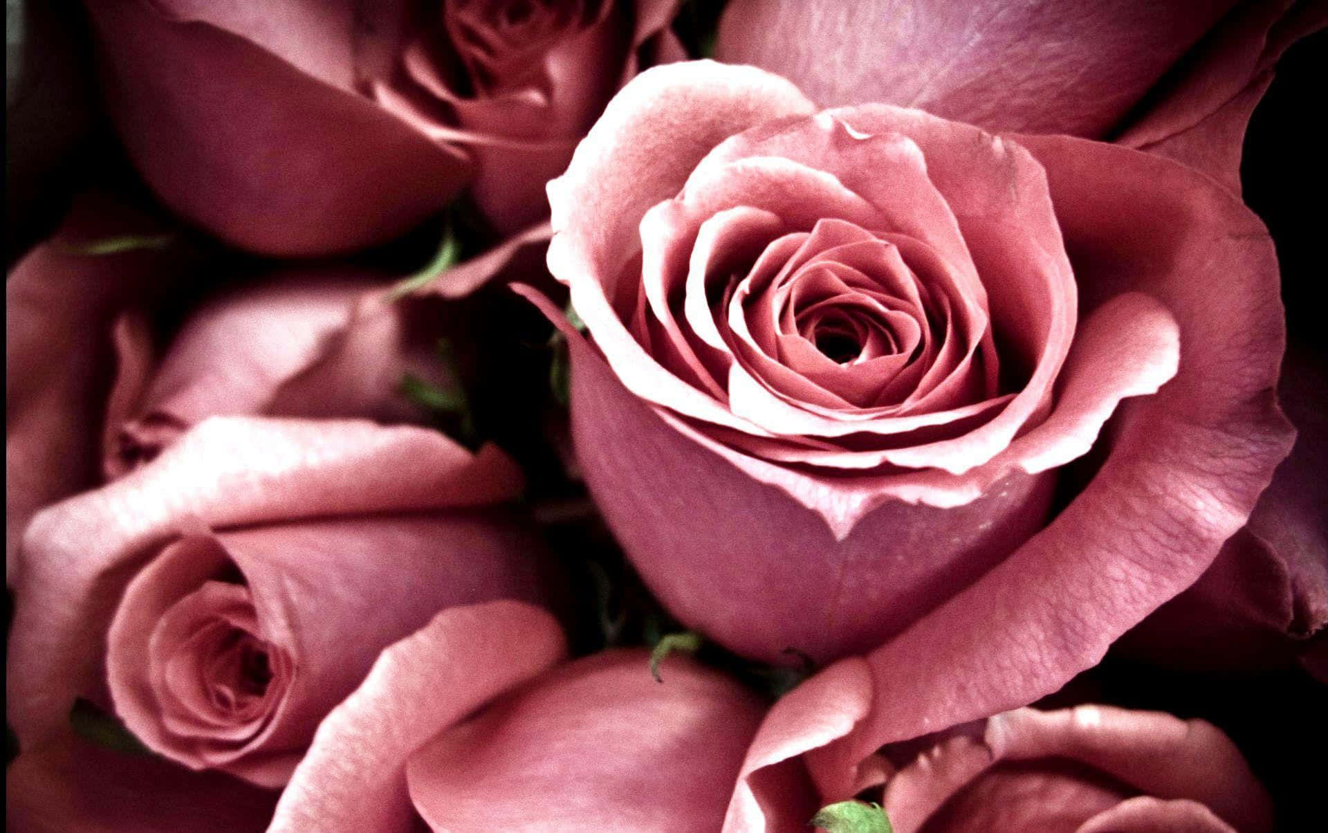 Delicate Blush Pink Rose Background