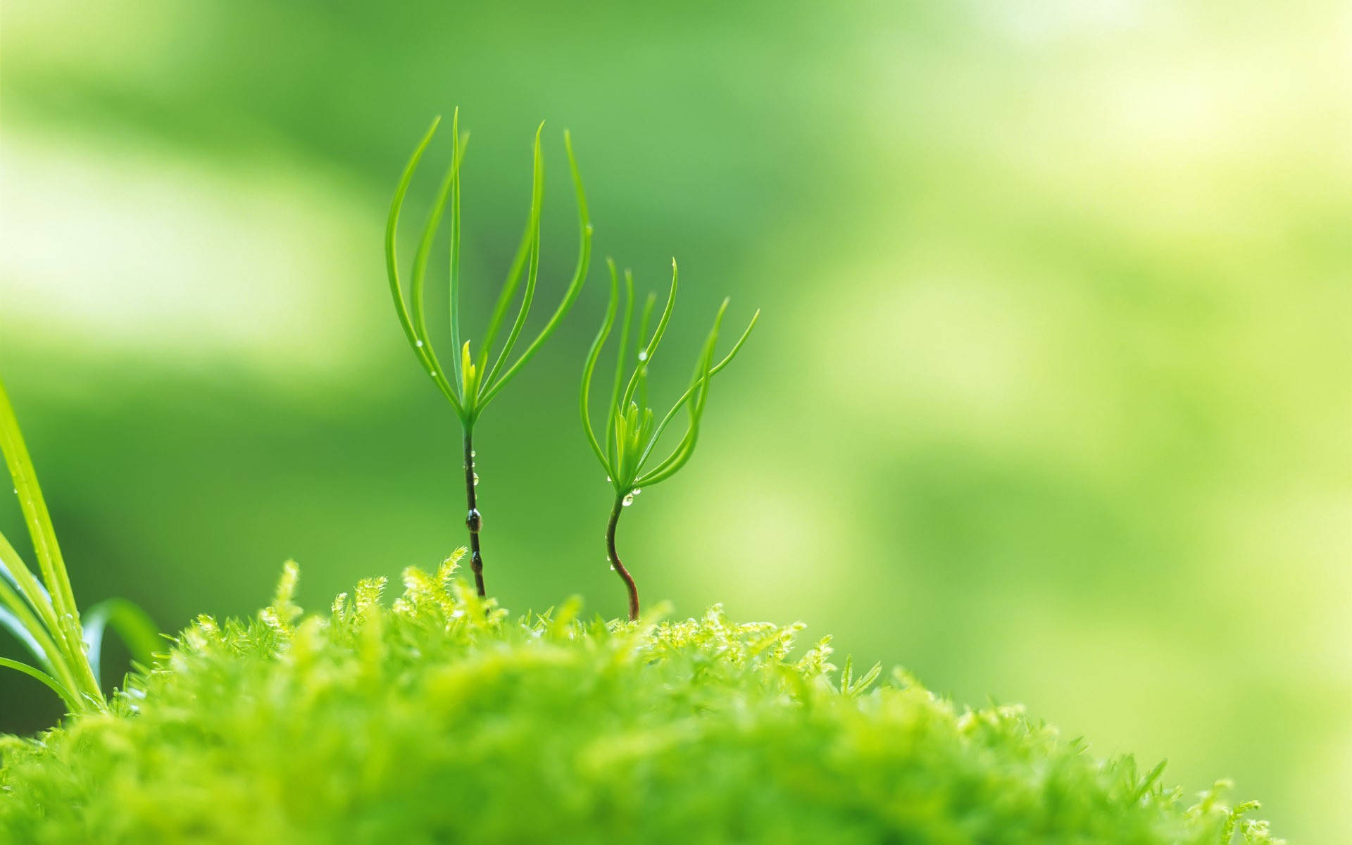 Delicate Detail Of Nature In Full Hd Background