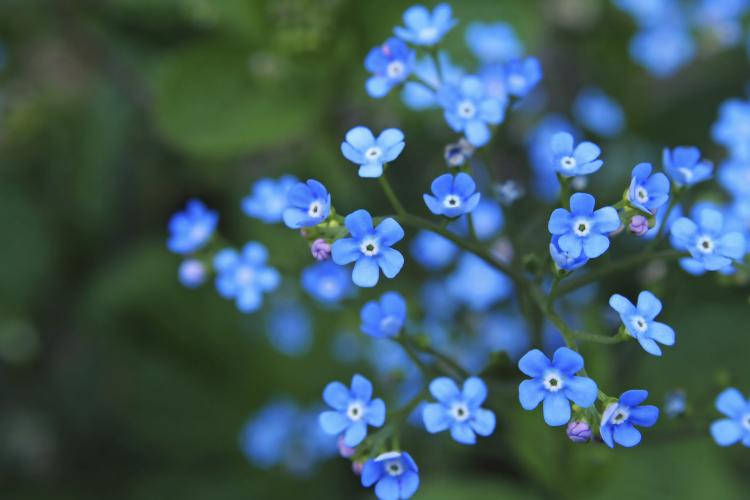 Delicate Forget Me Not Flowers Blooming In The Wild.