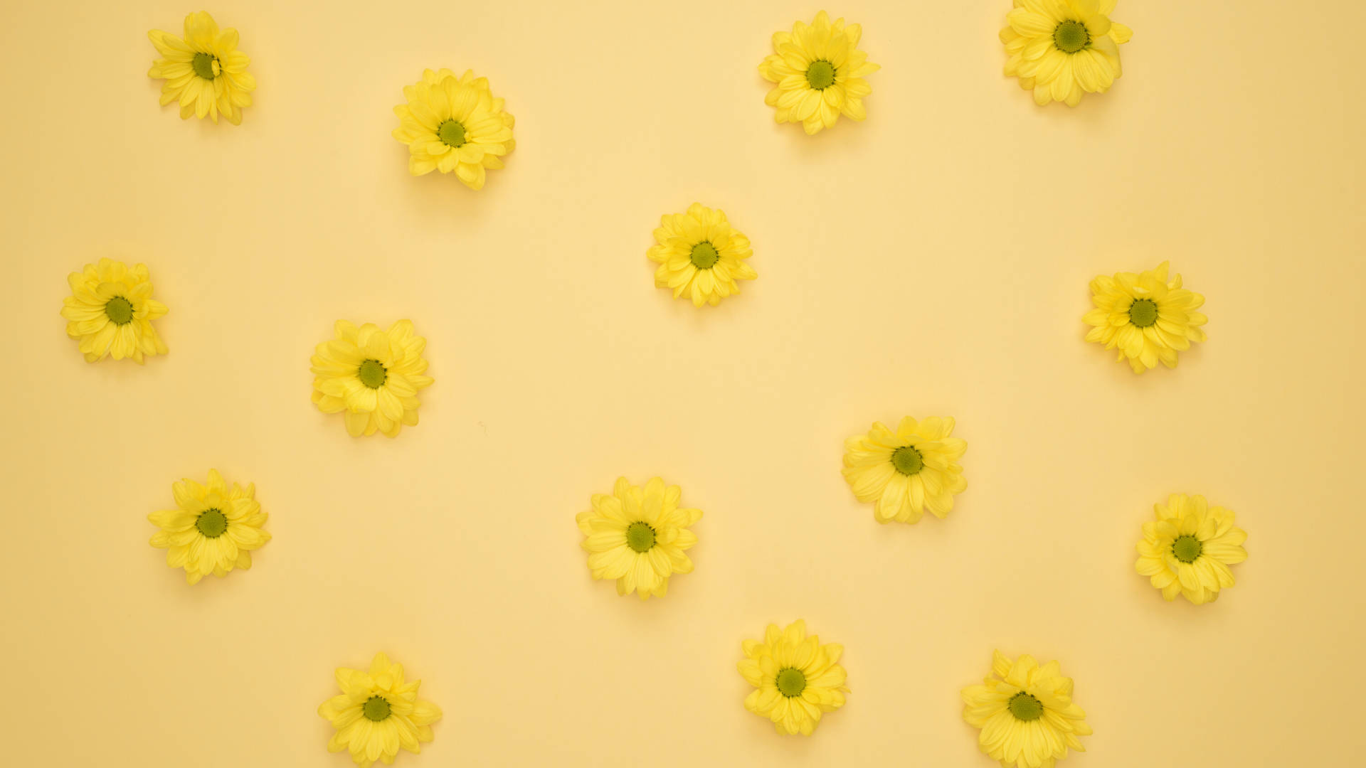 Delicate Neon Yellow Tiny Sunflowers Background
