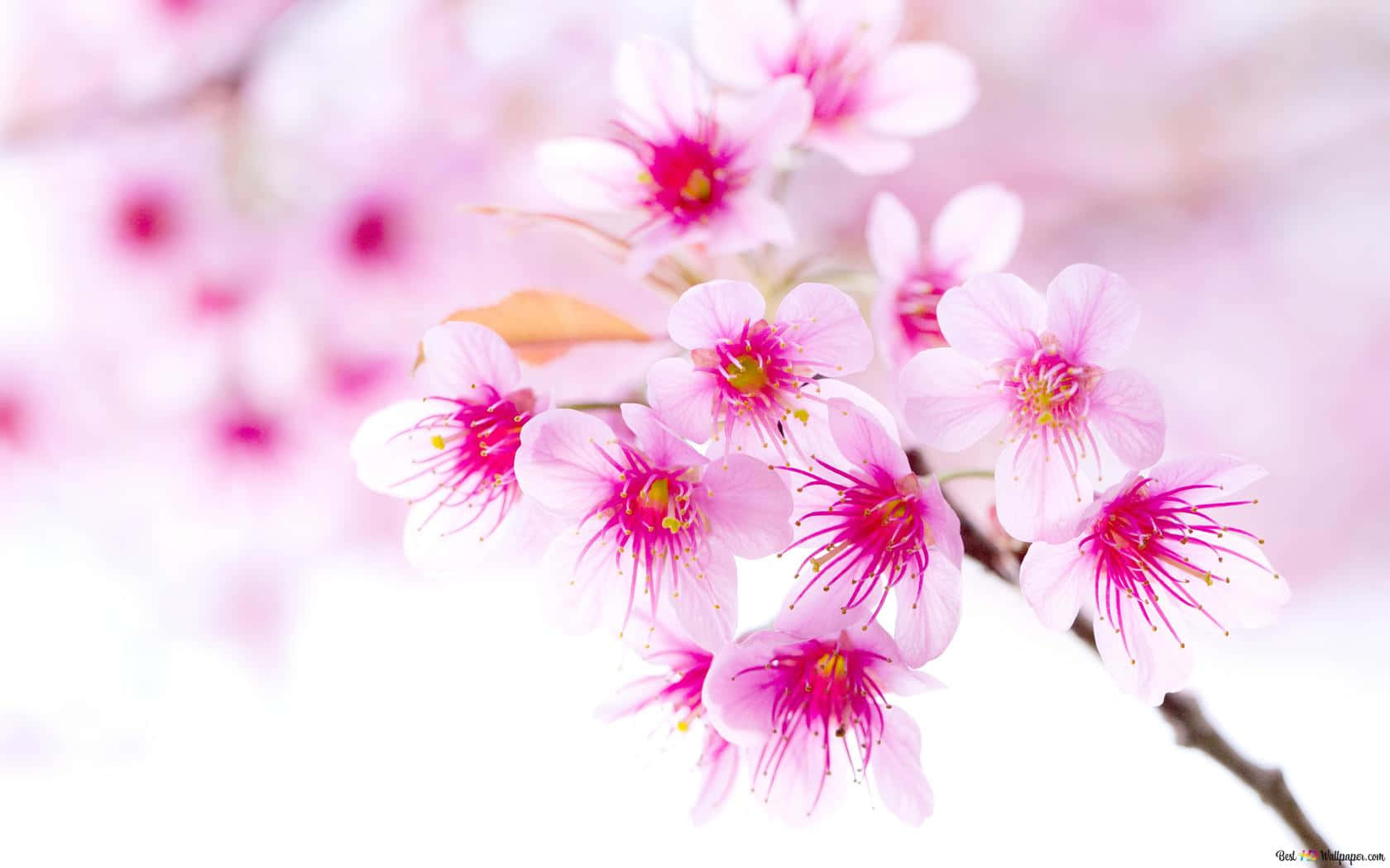 Delicate Pink Cherry Blossom Tree Among Blue Skies Background