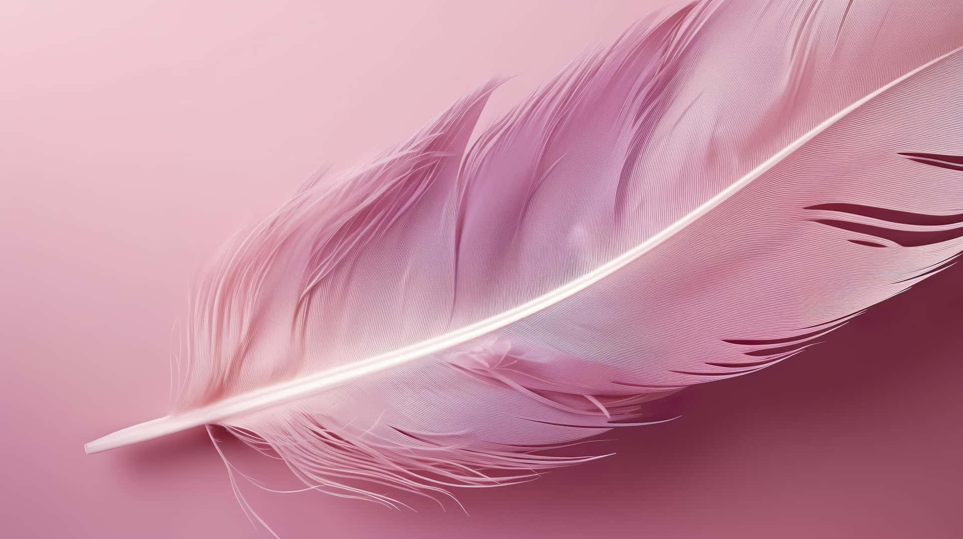 Delicate Pink Feather Background