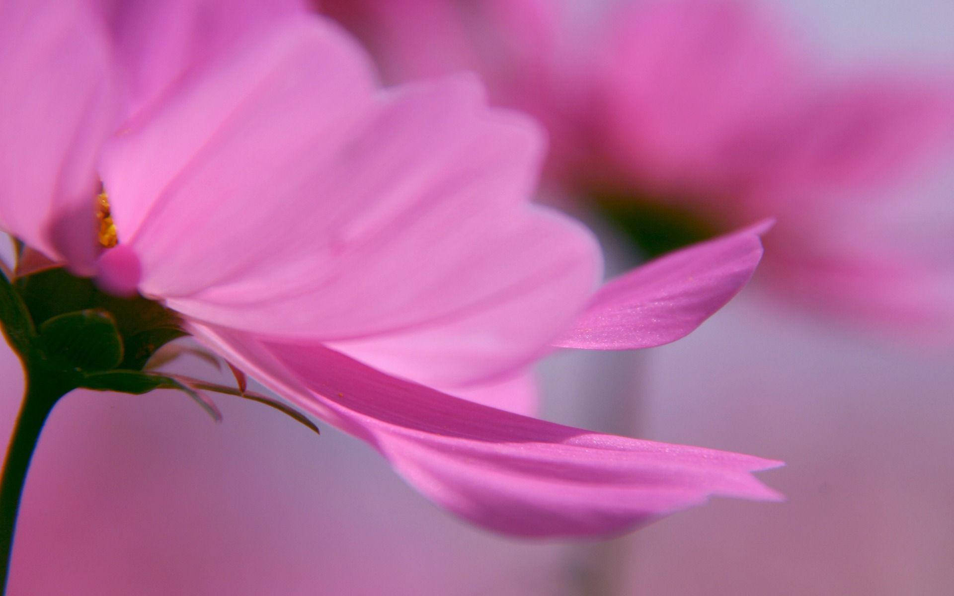 Delicate Pink Flower Background