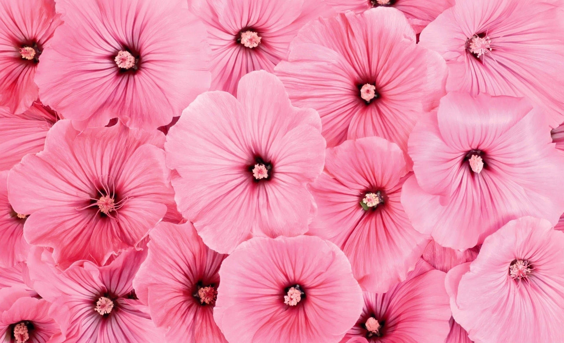 Delicate Pink Hibiscus In Full Bloom