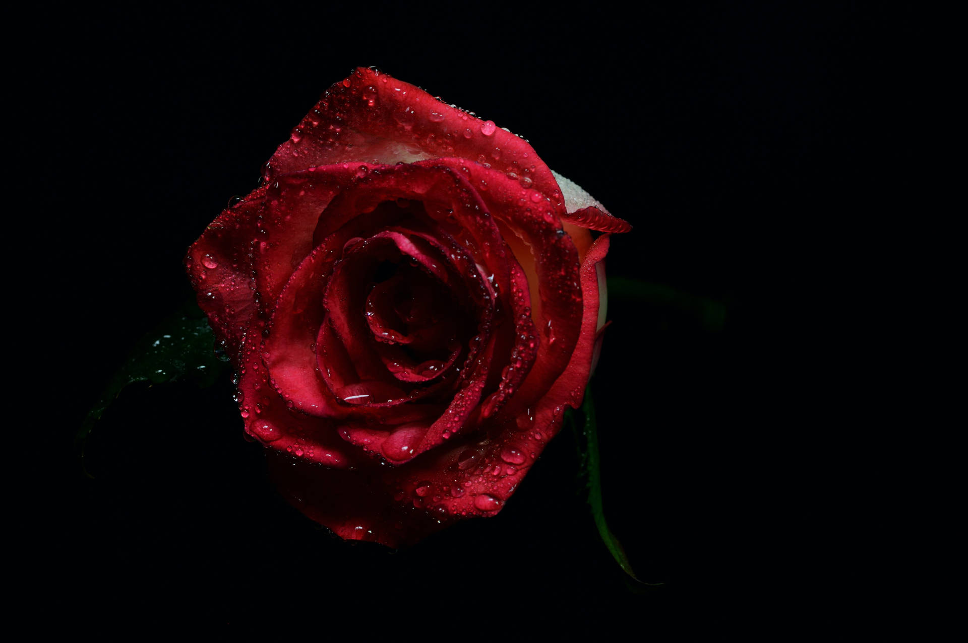 Delicate Red Petals On Black Screen Background