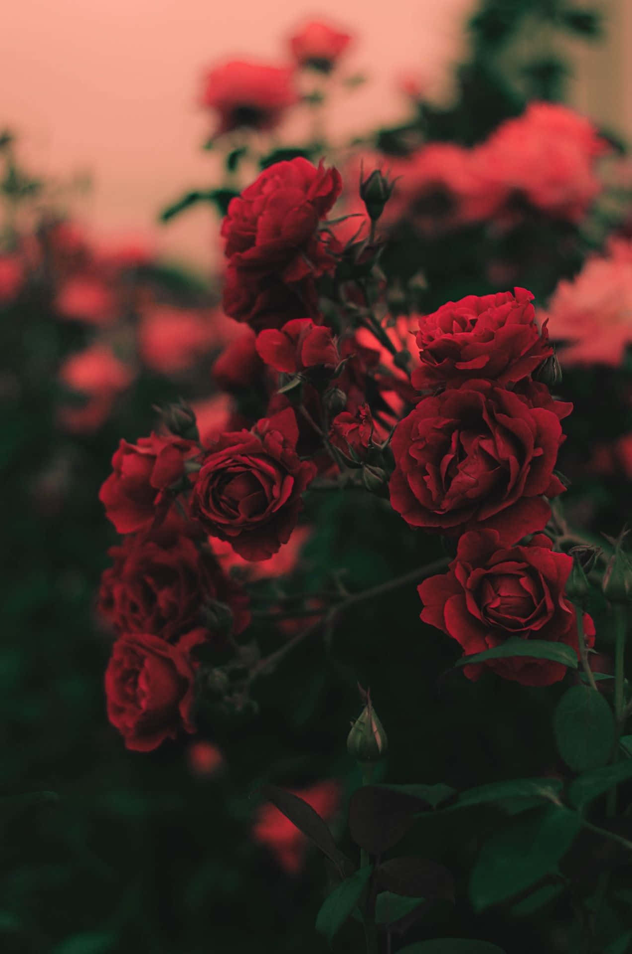 Delicate Rose Petals Background