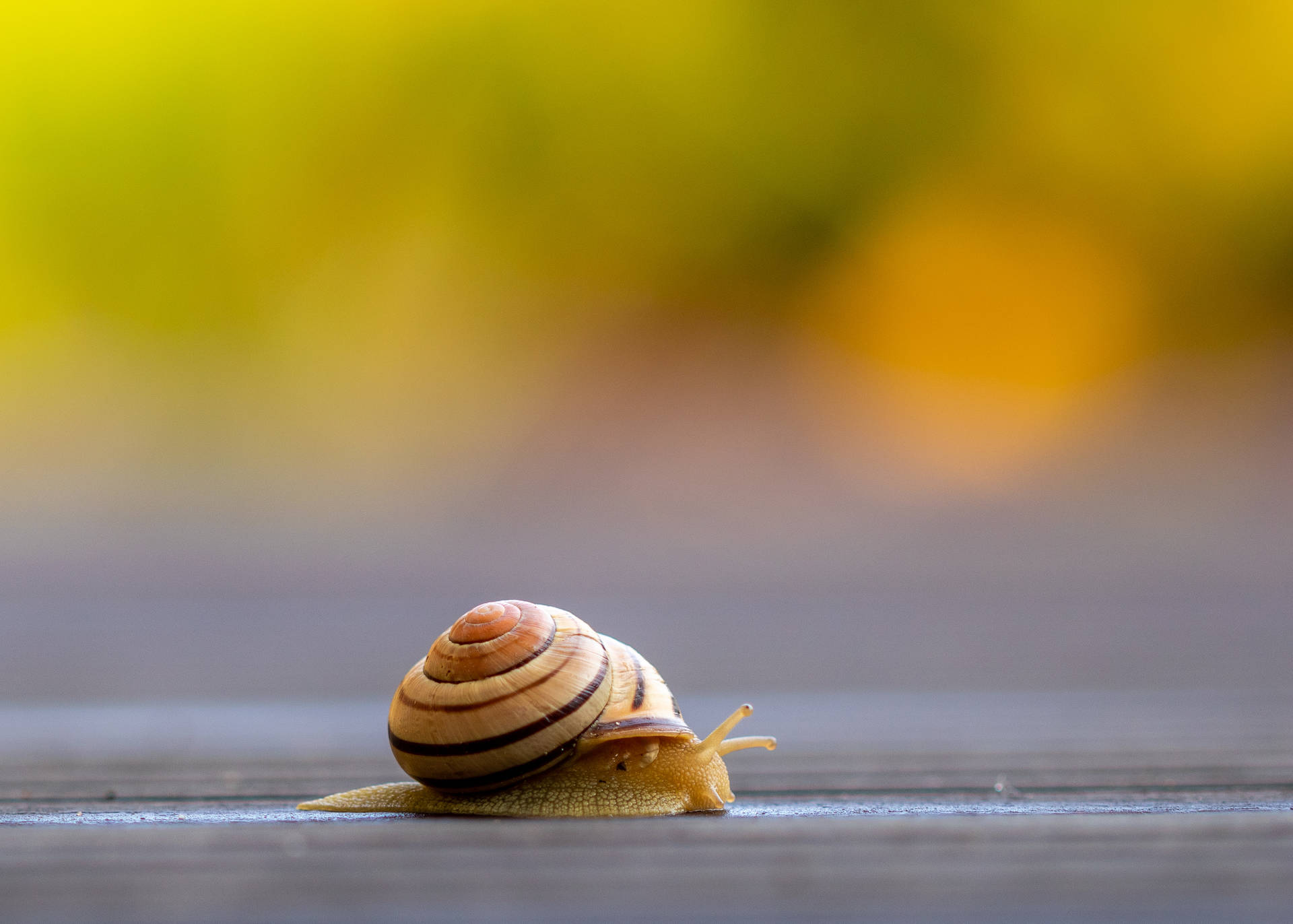 Delicate Snail Crawling On Leaf Background