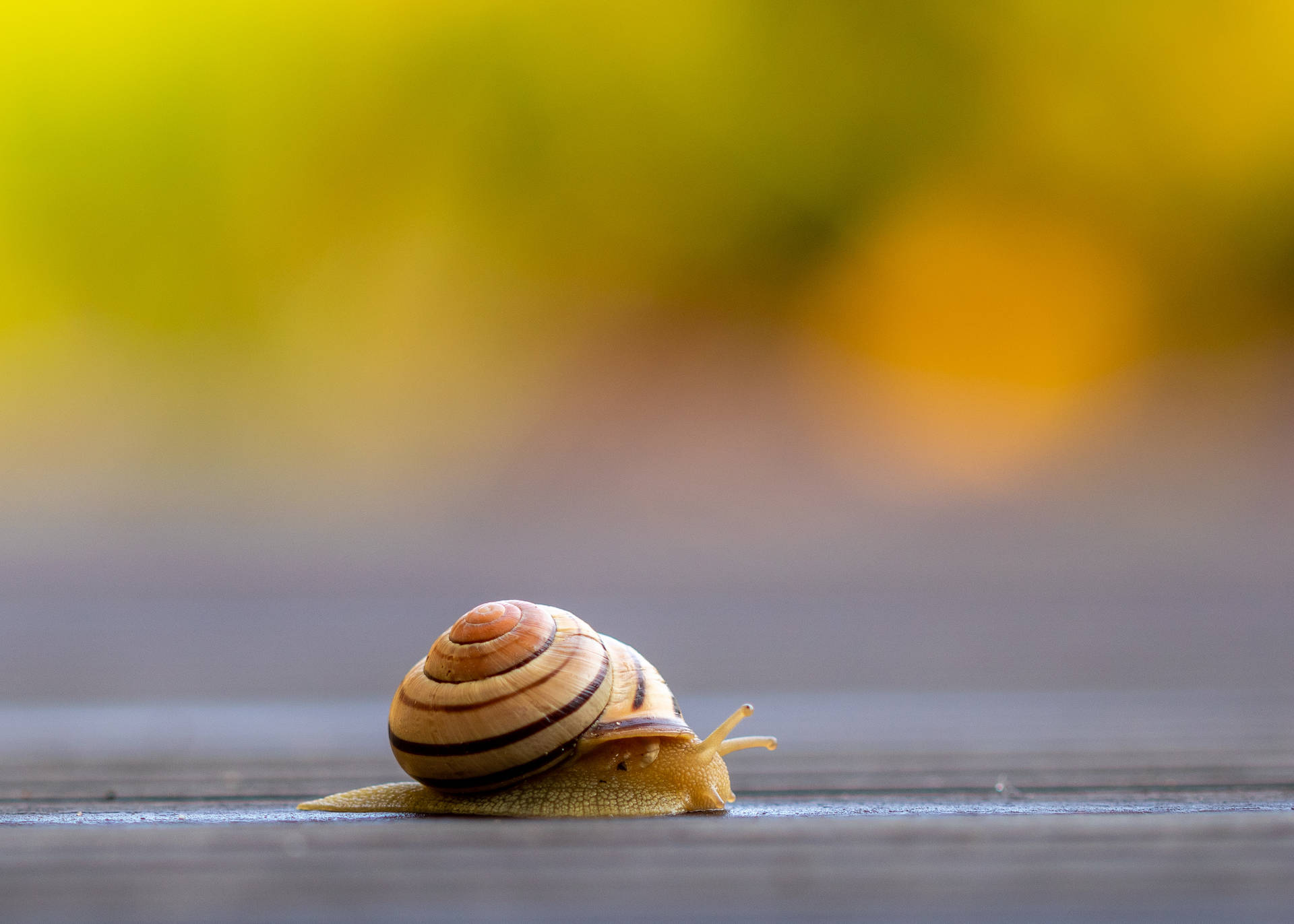 Delicate Snail Crawling On Leaf