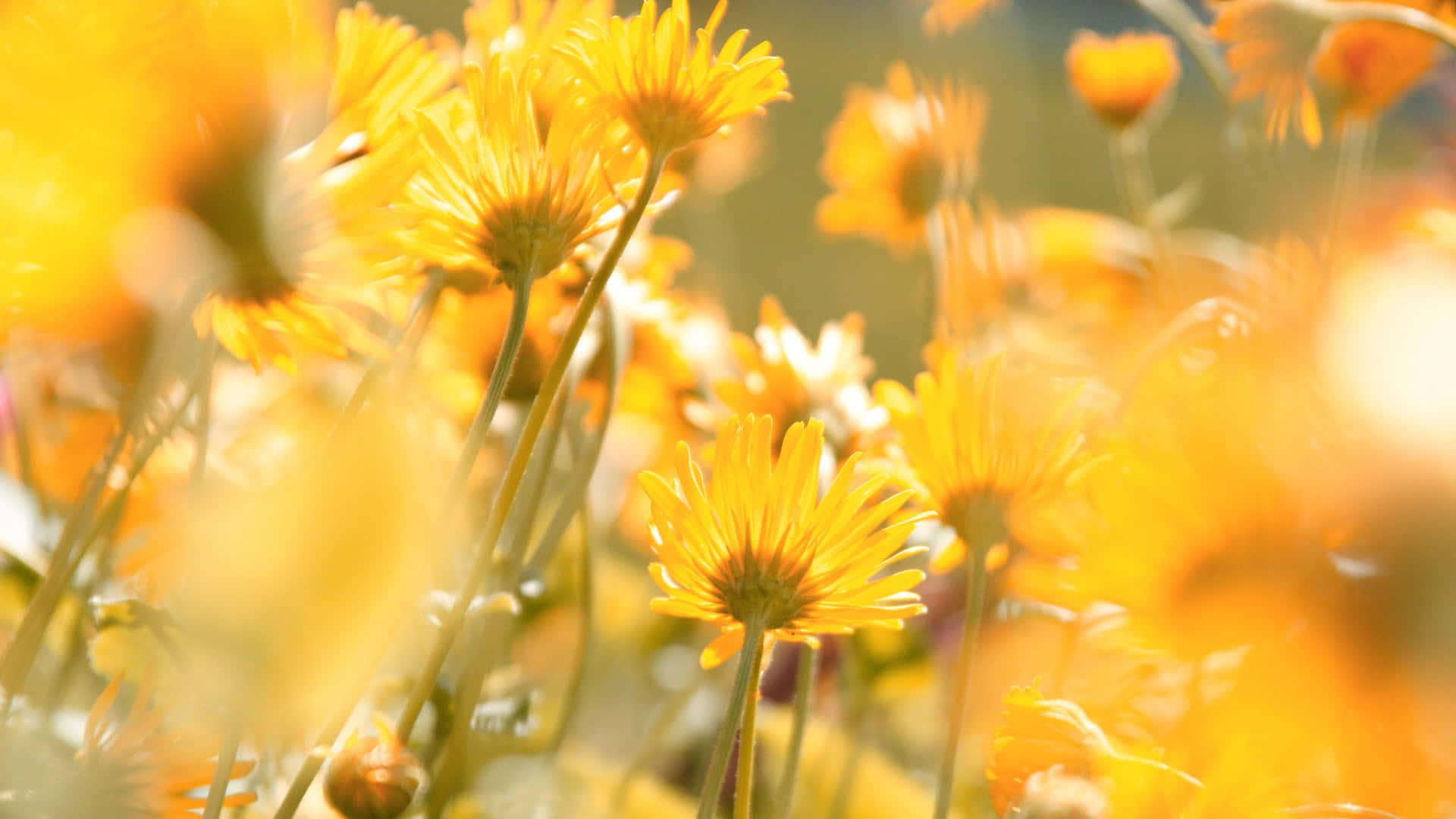 Delicate Yellow Aesthetic Flower Desktop Background