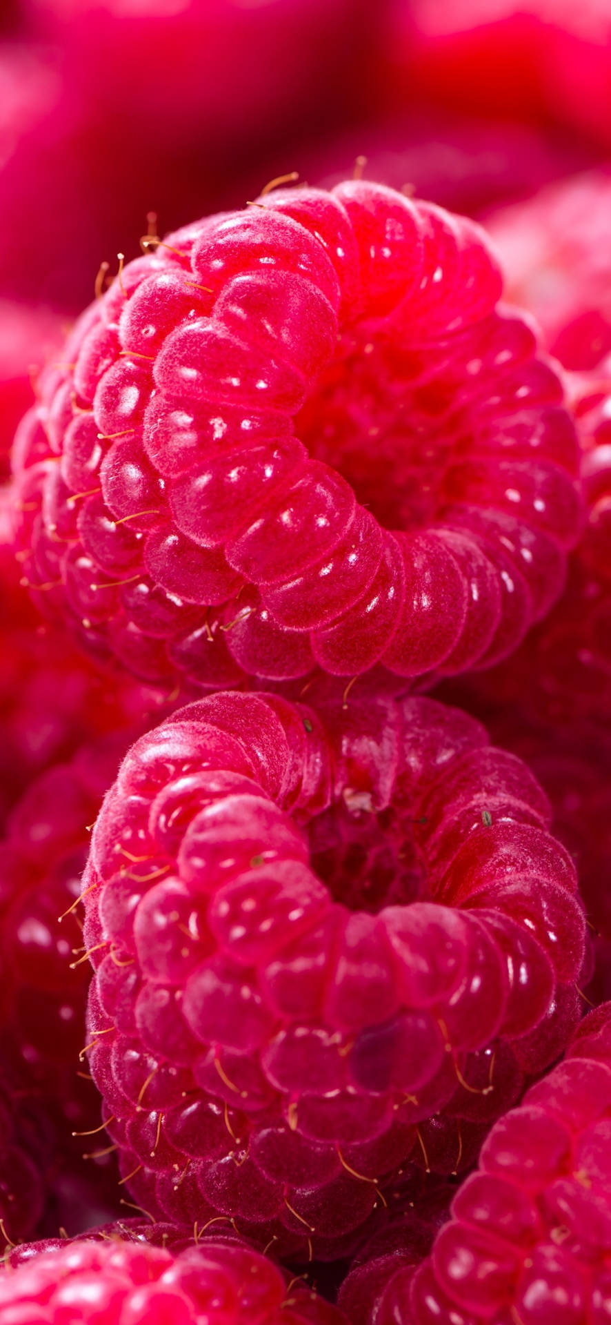 Delicately Fresh And Ripe Red Raspberries