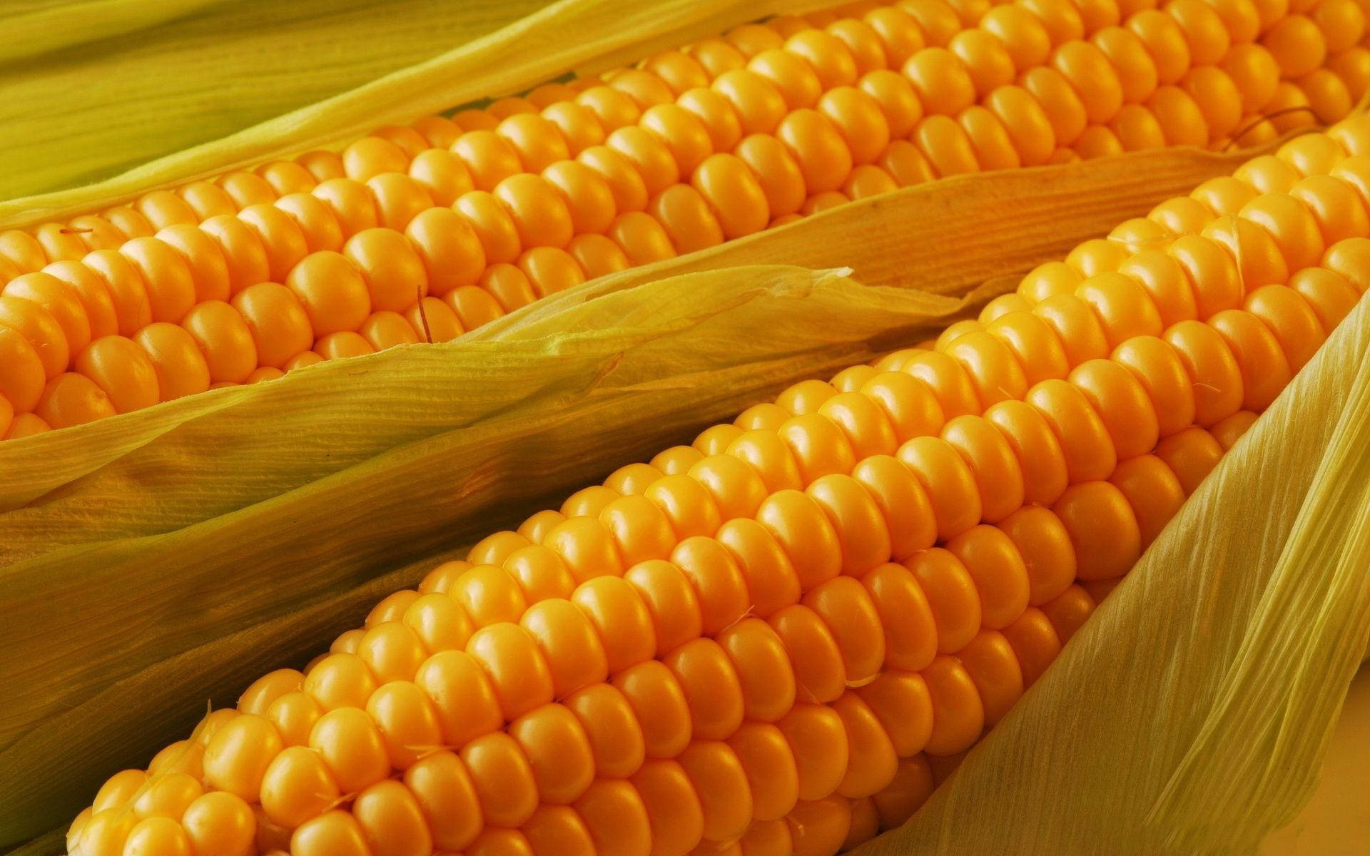 Delicious Sweet Corns Background