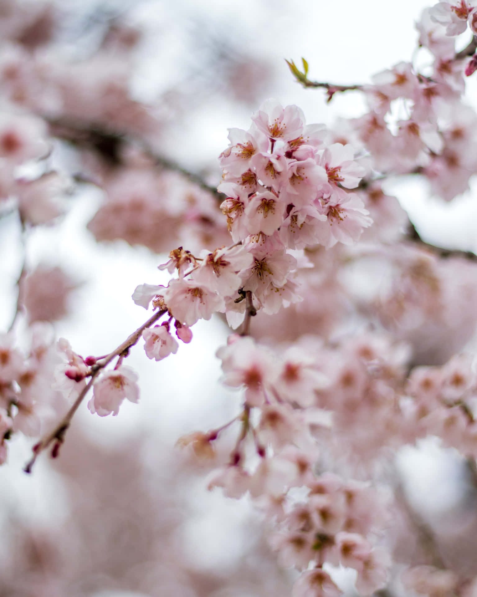 Delightful Cherry Blossoms In Full Bloom Background