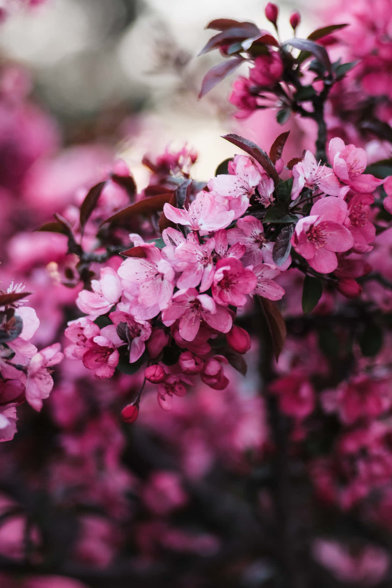 Delightful Display Of Color With Iphone Flowers Background