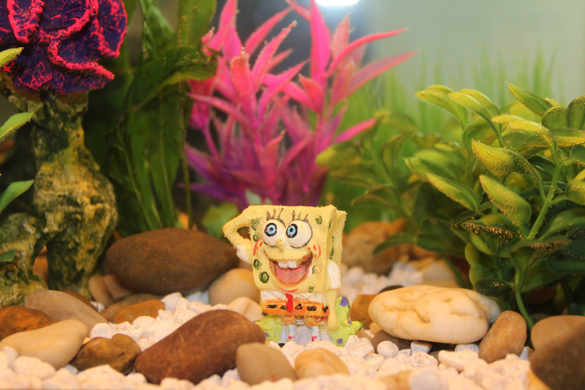 Delightful Spongebob-themed Aquarium Background