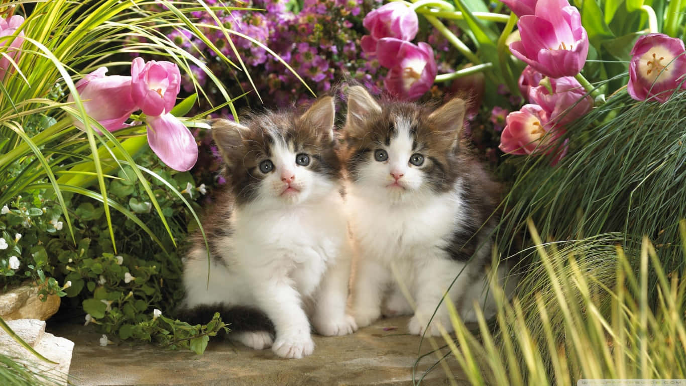 Delightful Twin Kittens Playing Amongst Colorful Tulips Background