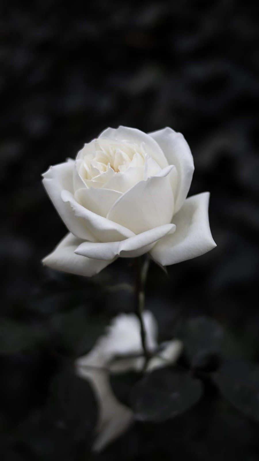 Delightful White Roses, So Soft And Beautiful Background