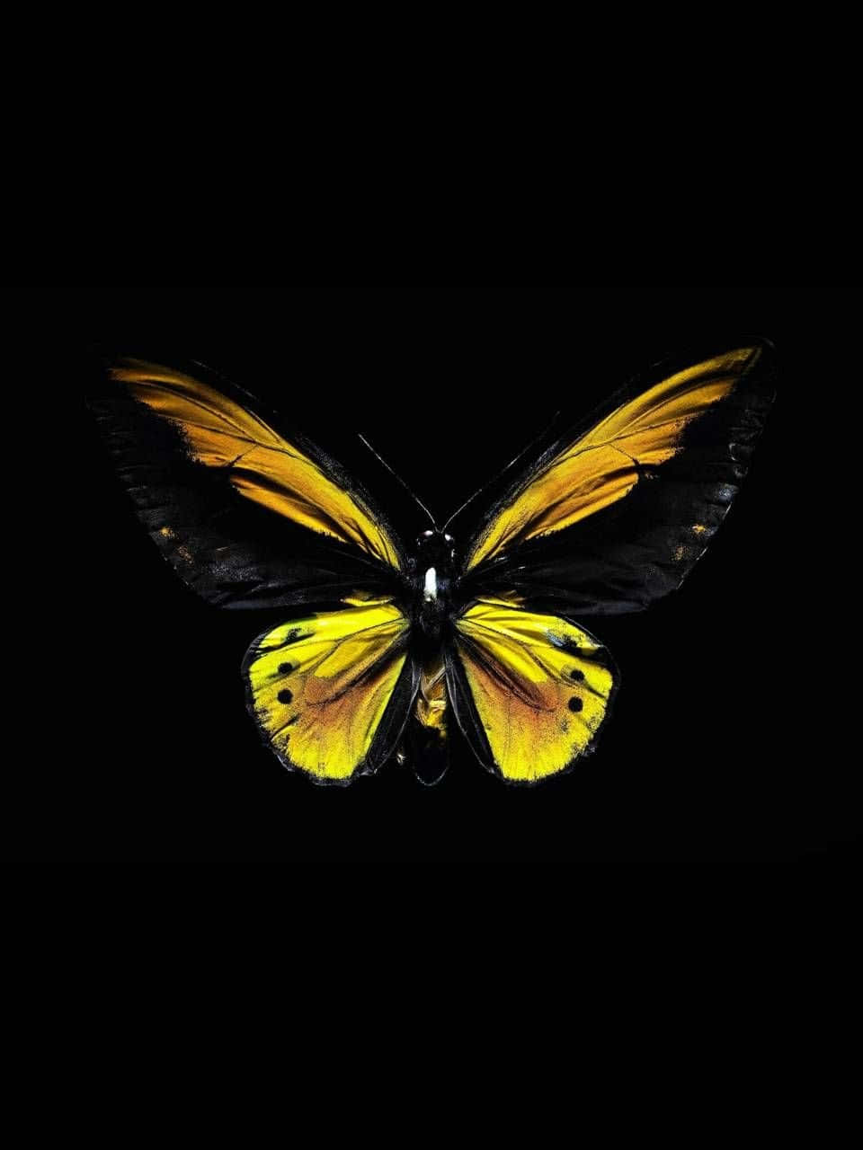 Delightful Yellow Butterflies Background