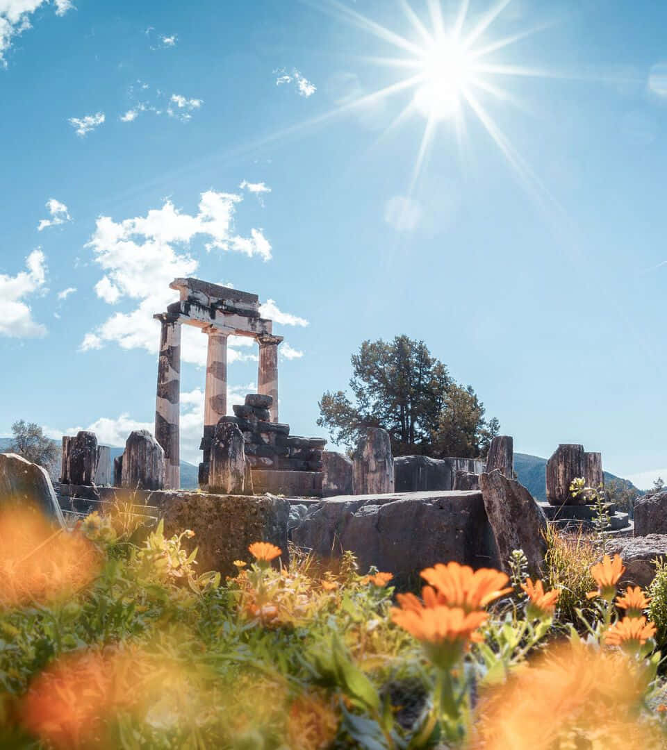 Delphi Spring Wildflowers Background