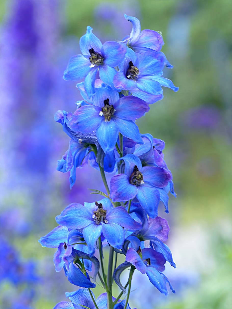 Delphinium Elatum Blue Flower Iphone