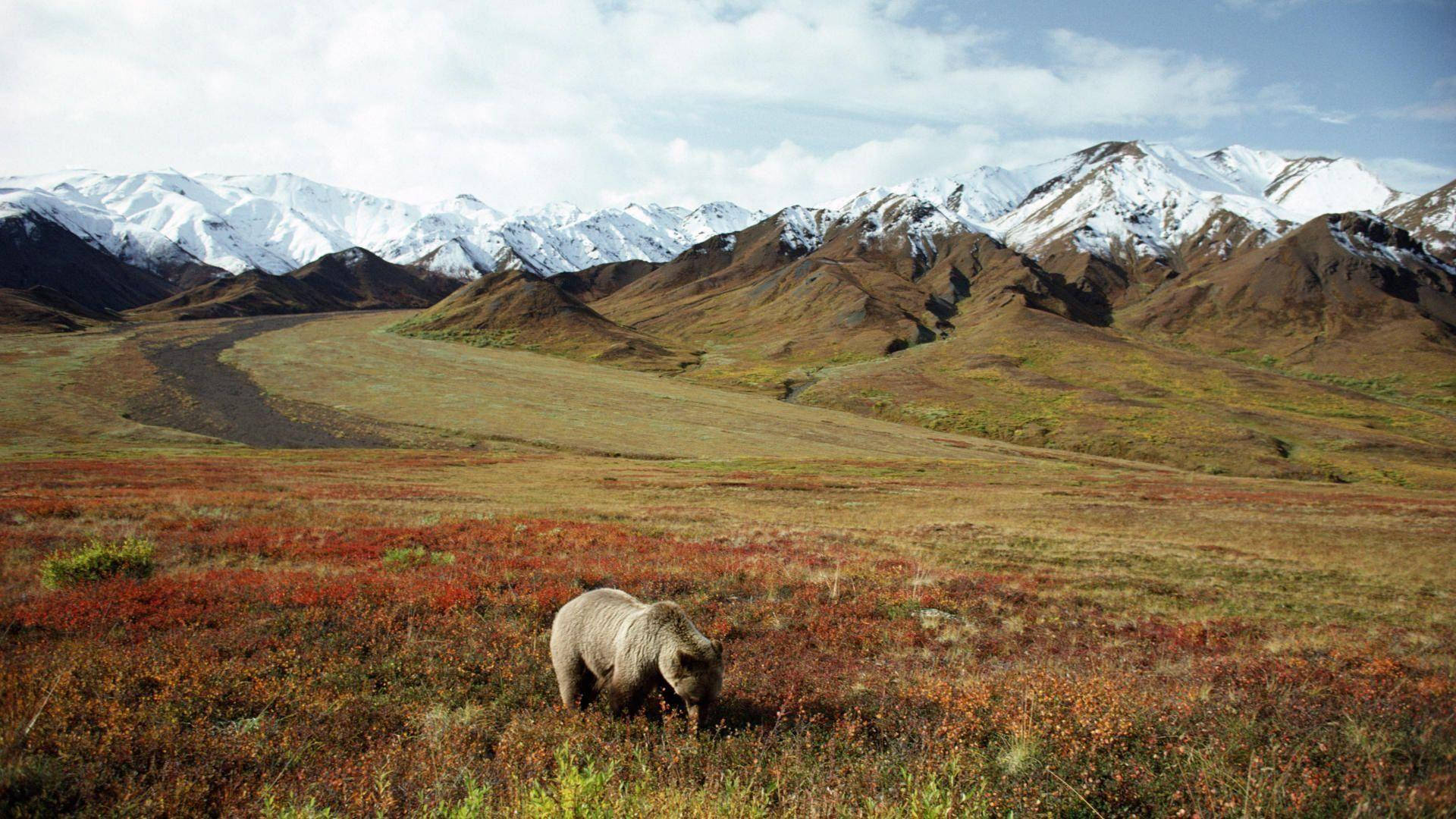 Denali With Bear Background
