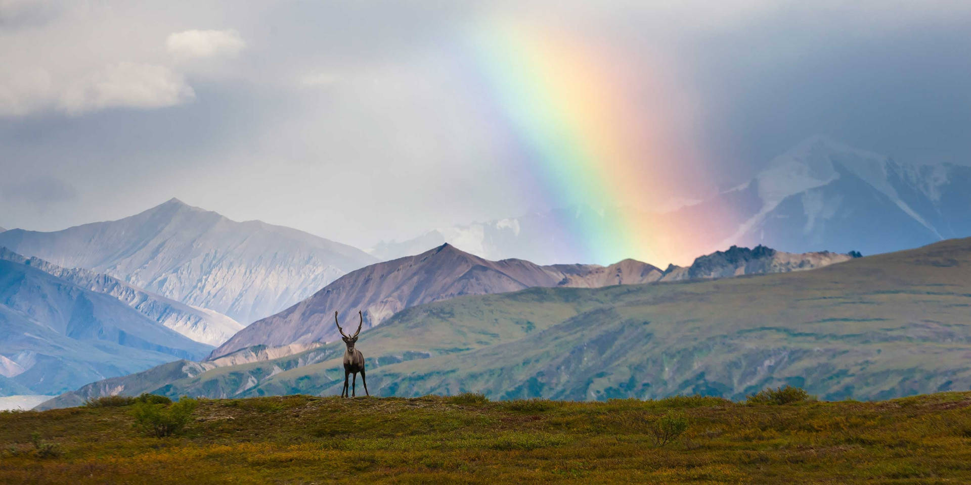 Denali With Rainbow Background