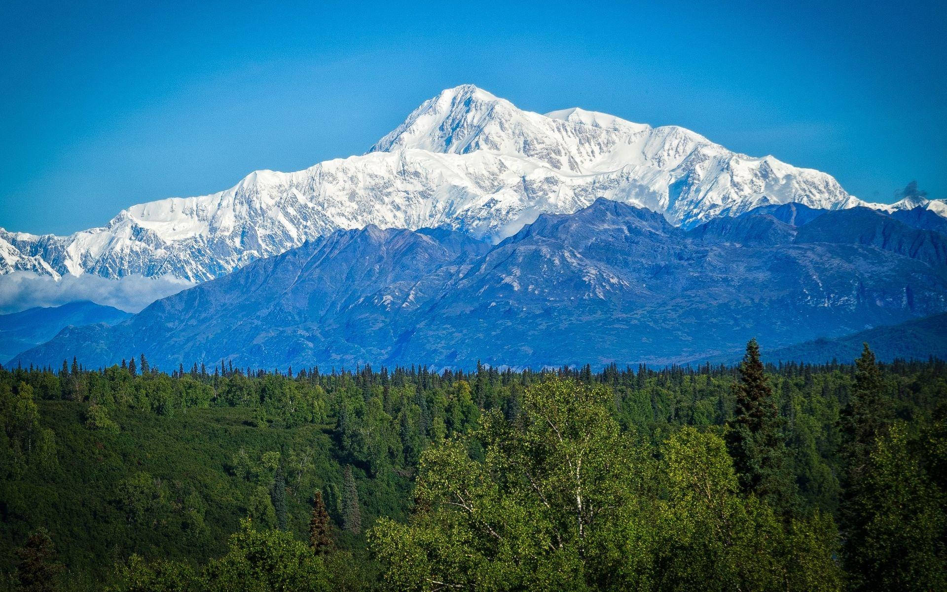 Denali With Vast Green Forest Background