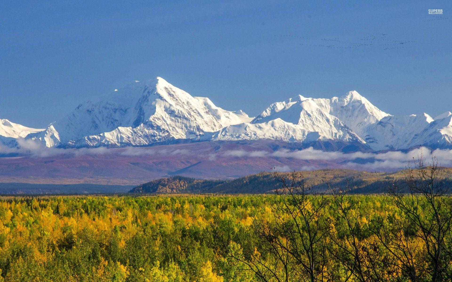 Denali Yellow And Green Trees Background