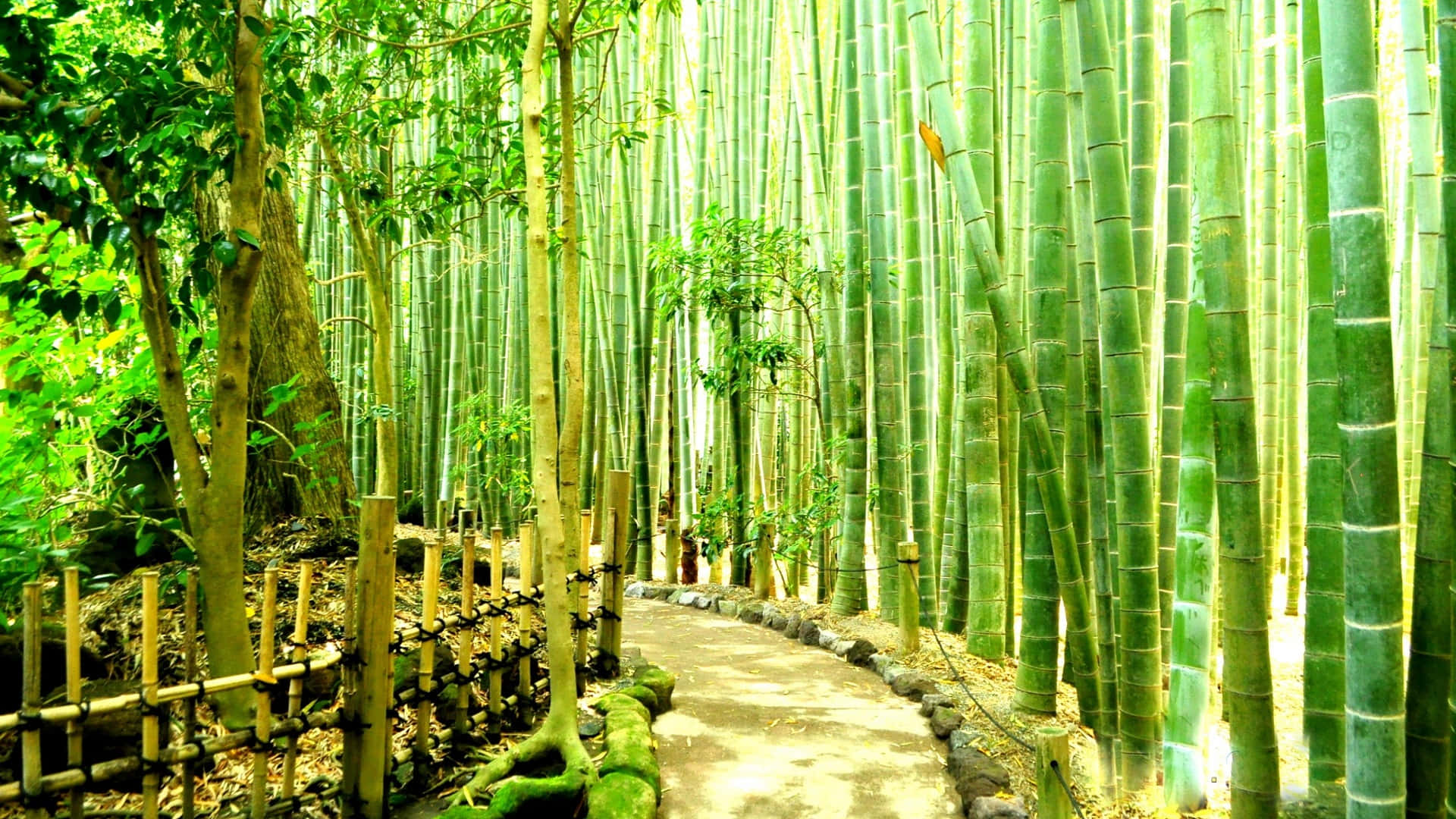 Dense Bamboo Forest Route