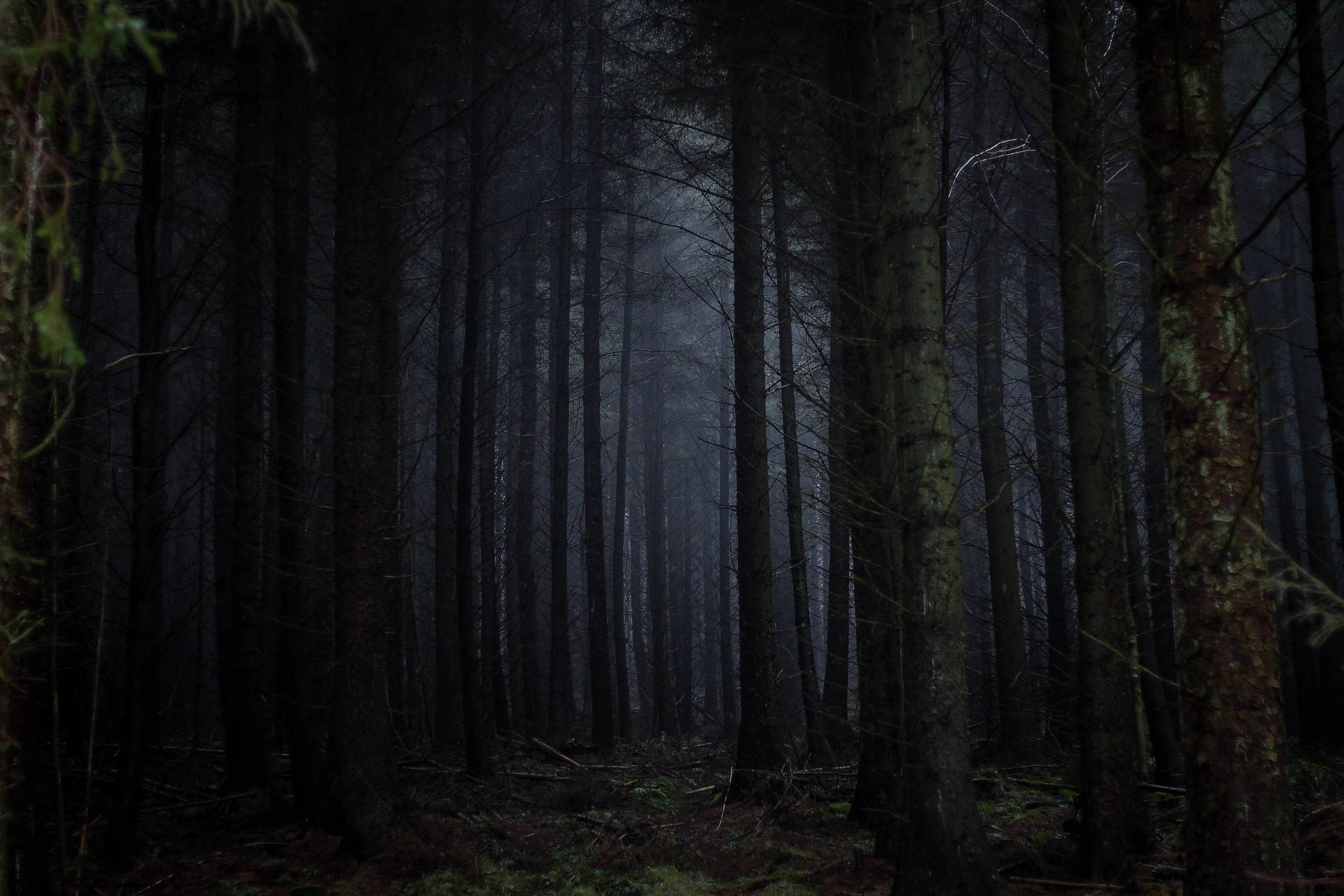Dense Dark Forest Background