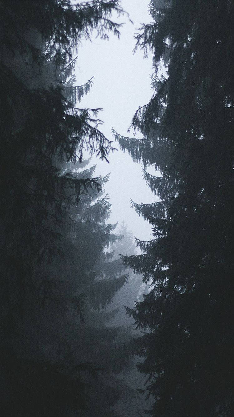 Dense Forest Simple Iphone Background