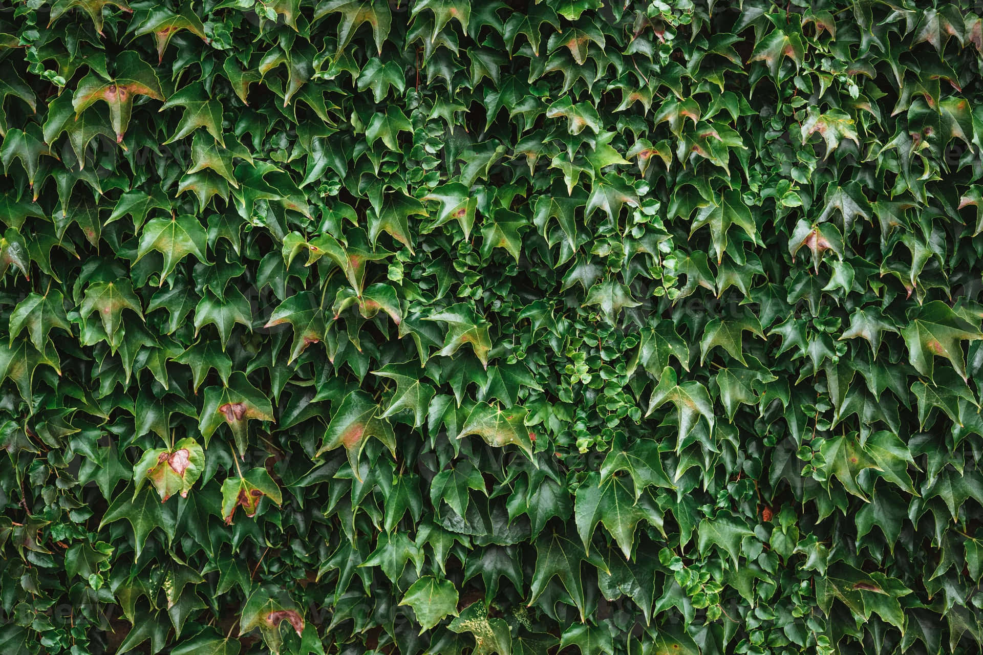 Dense Ivy Wall Texture Background