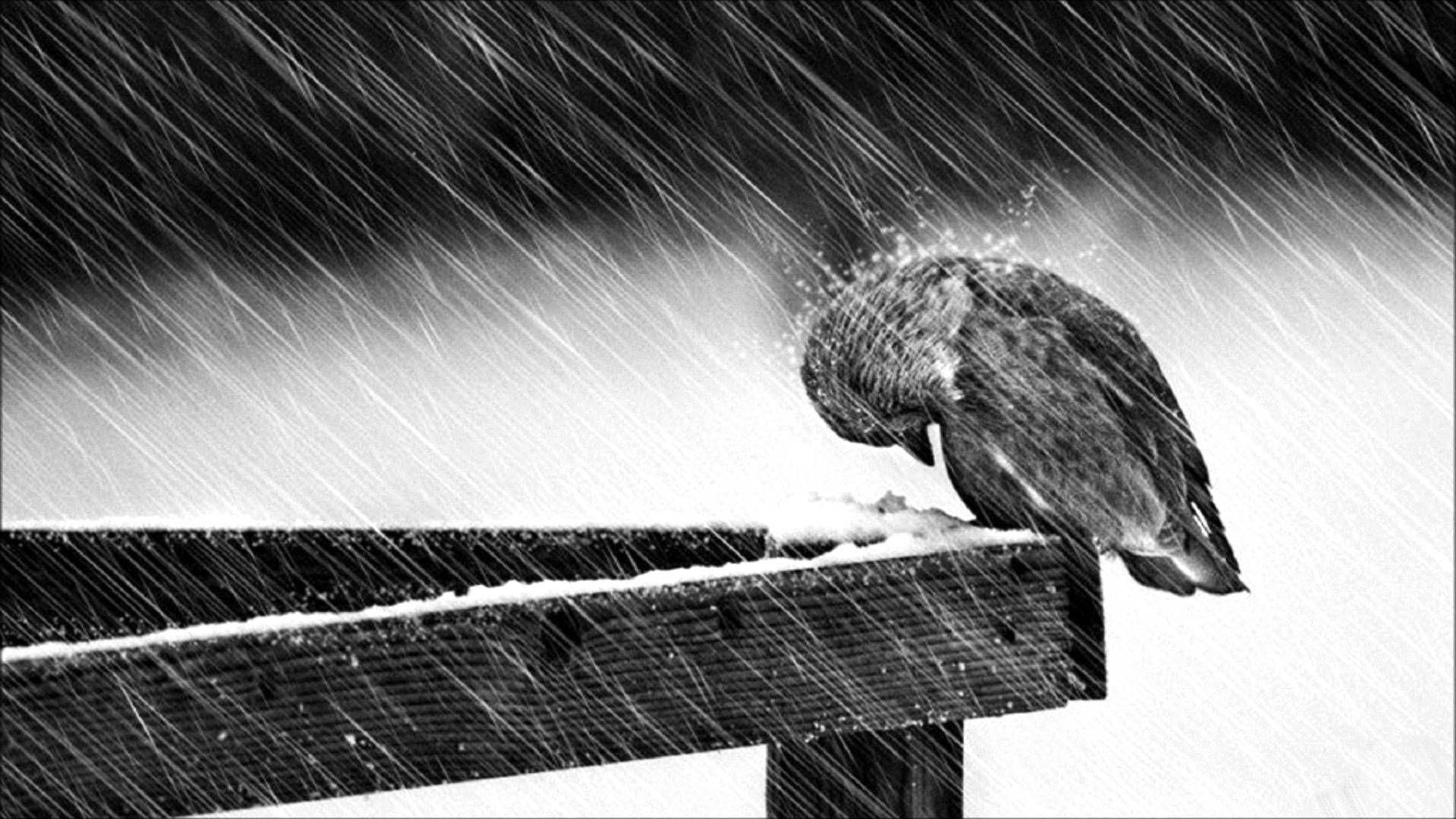 Depressed Bird Under Rain Background